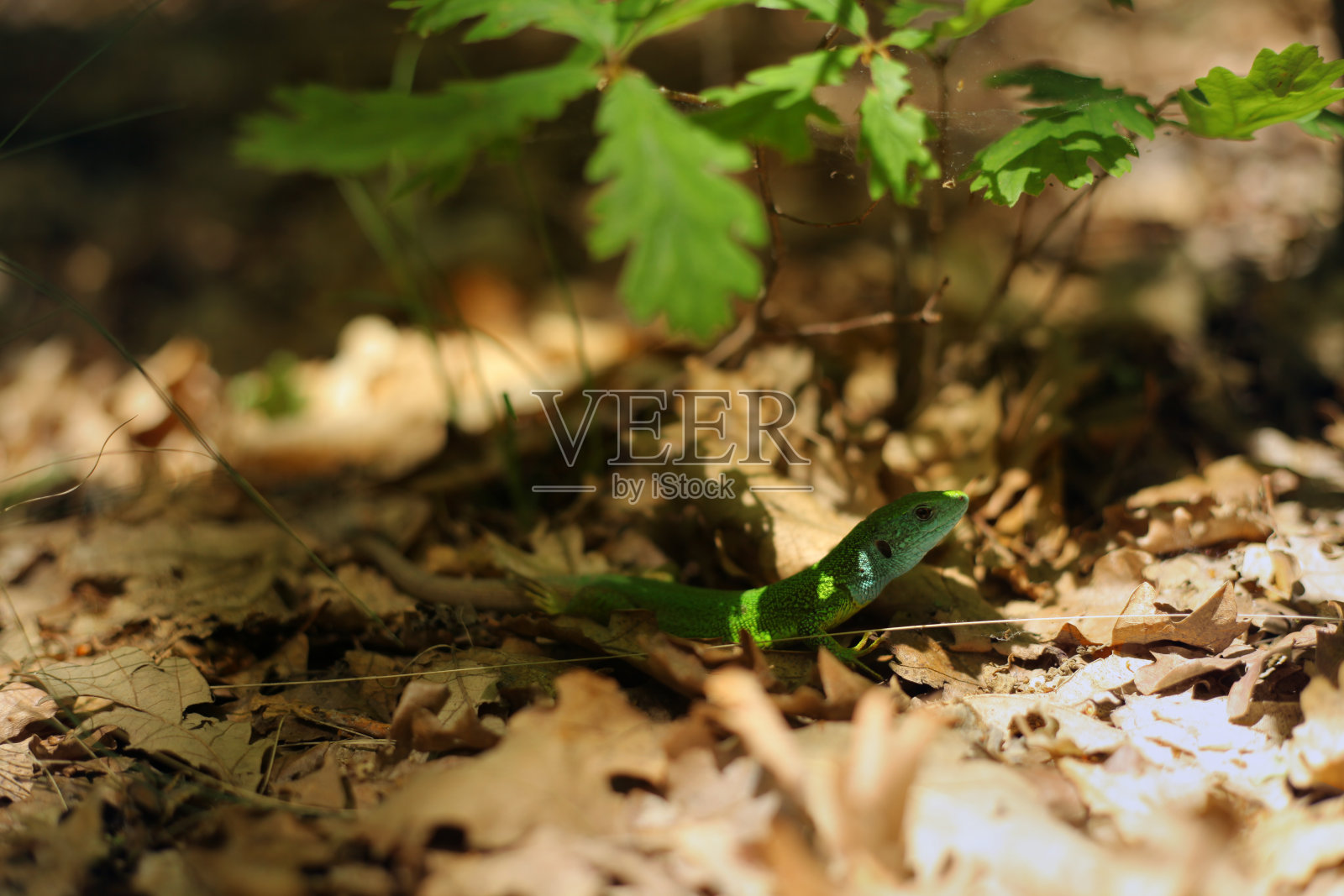 欧洲绿色蜥蜴照片摄影图片