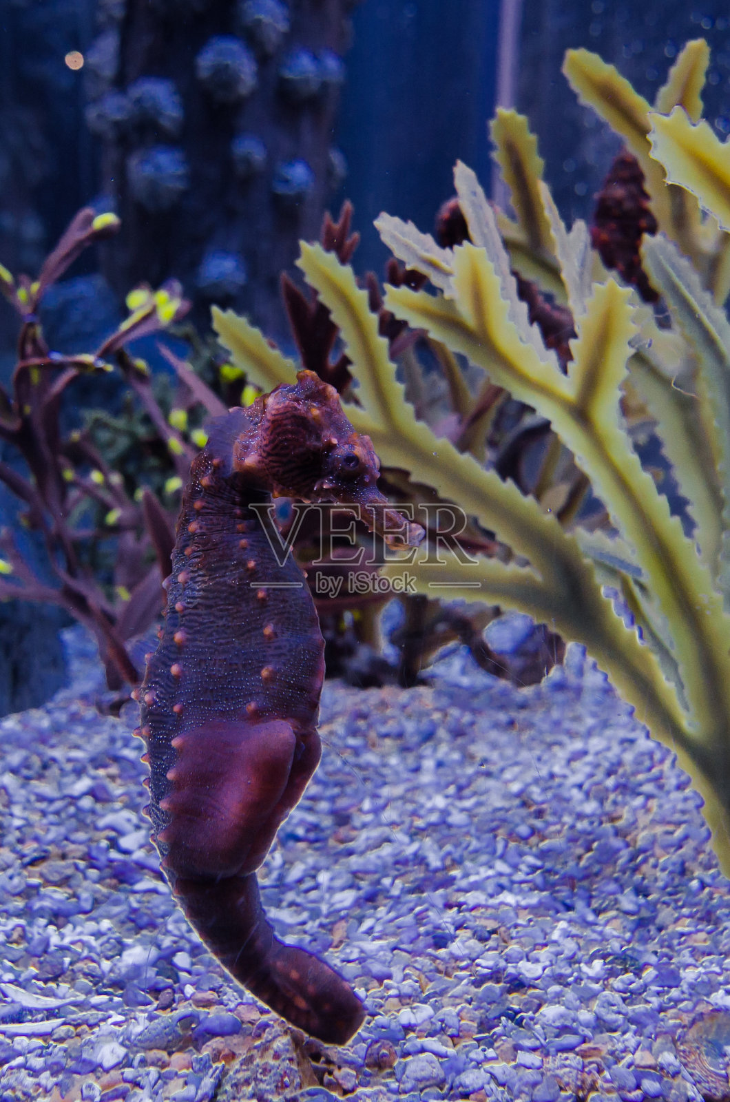 海马照片摄影图片