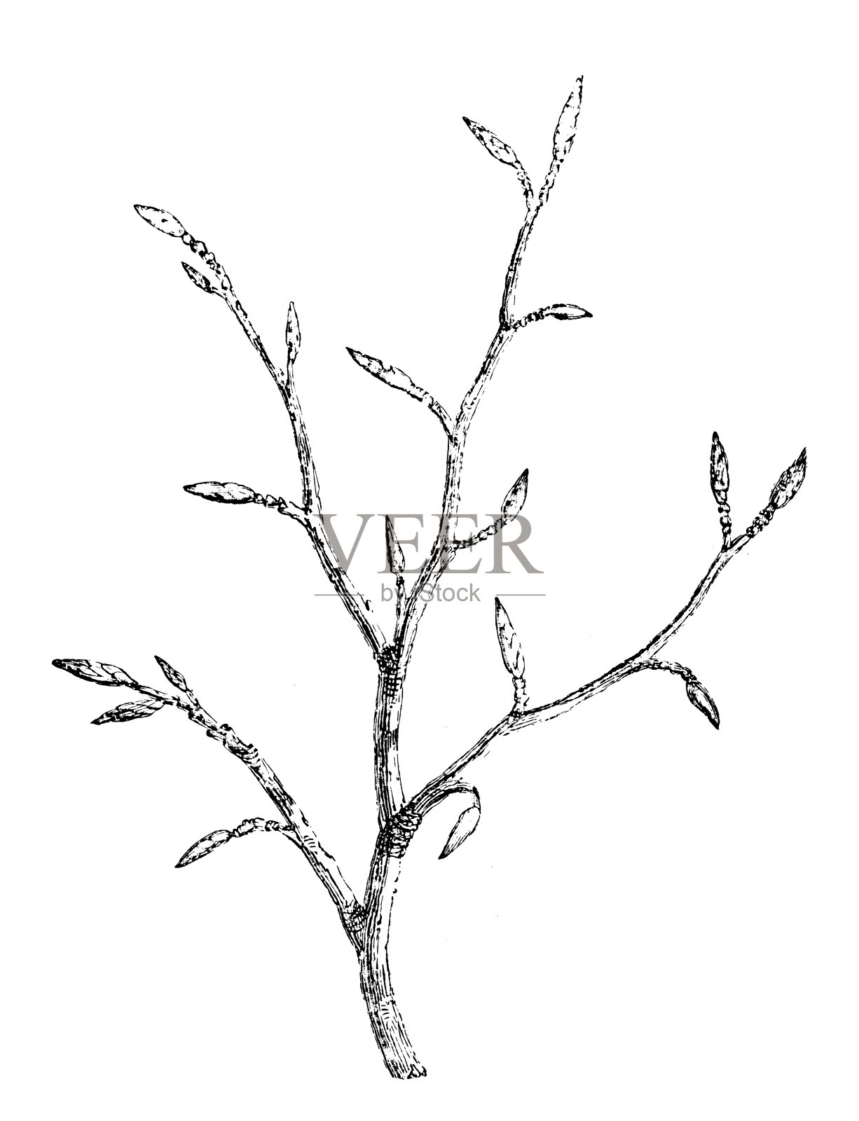 山毛榉的古董插图设计元素图片