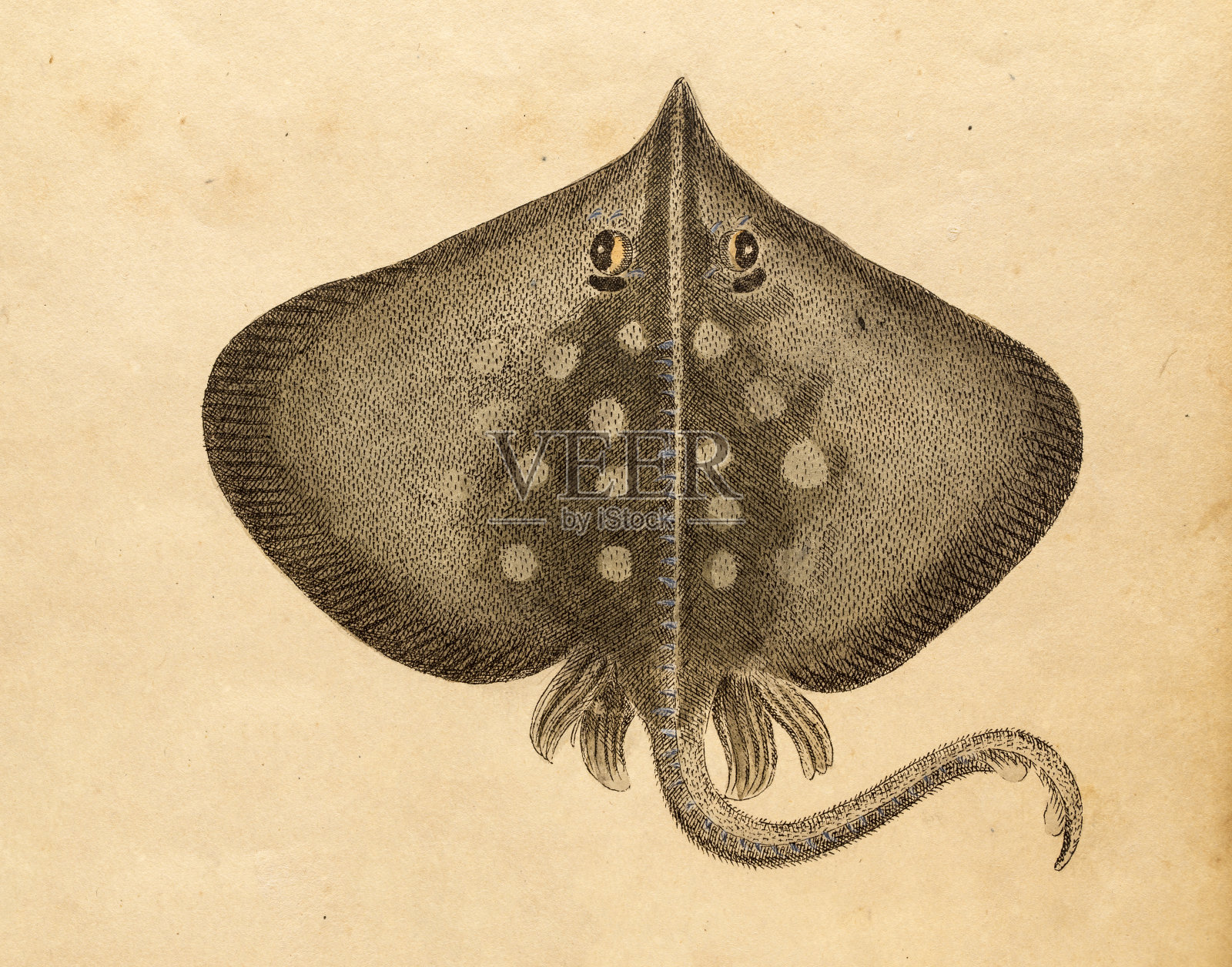 鳐鱼，19世纪的科学例证设计元素图片