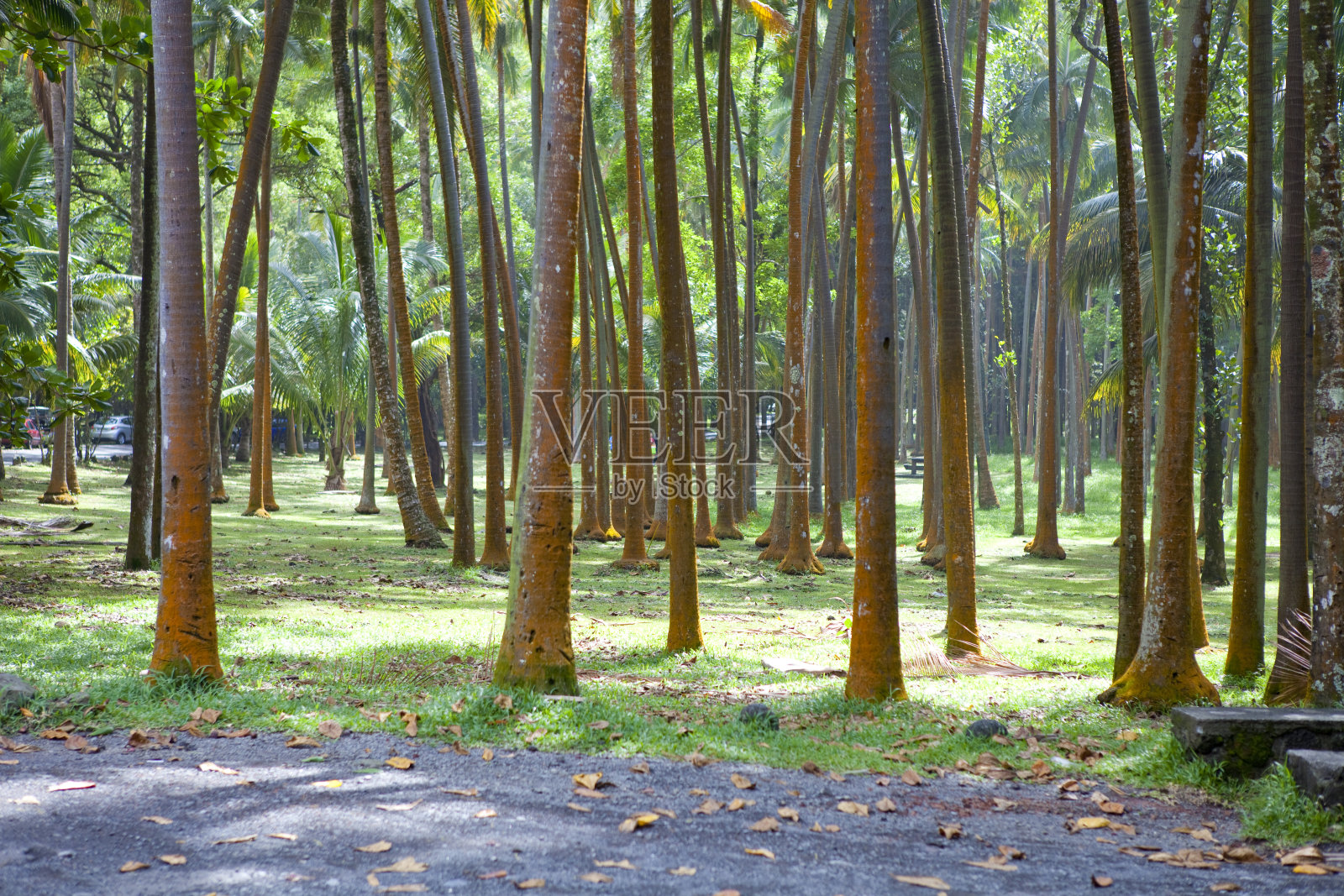 留尼汪岛的棕榈树照片摄影图片