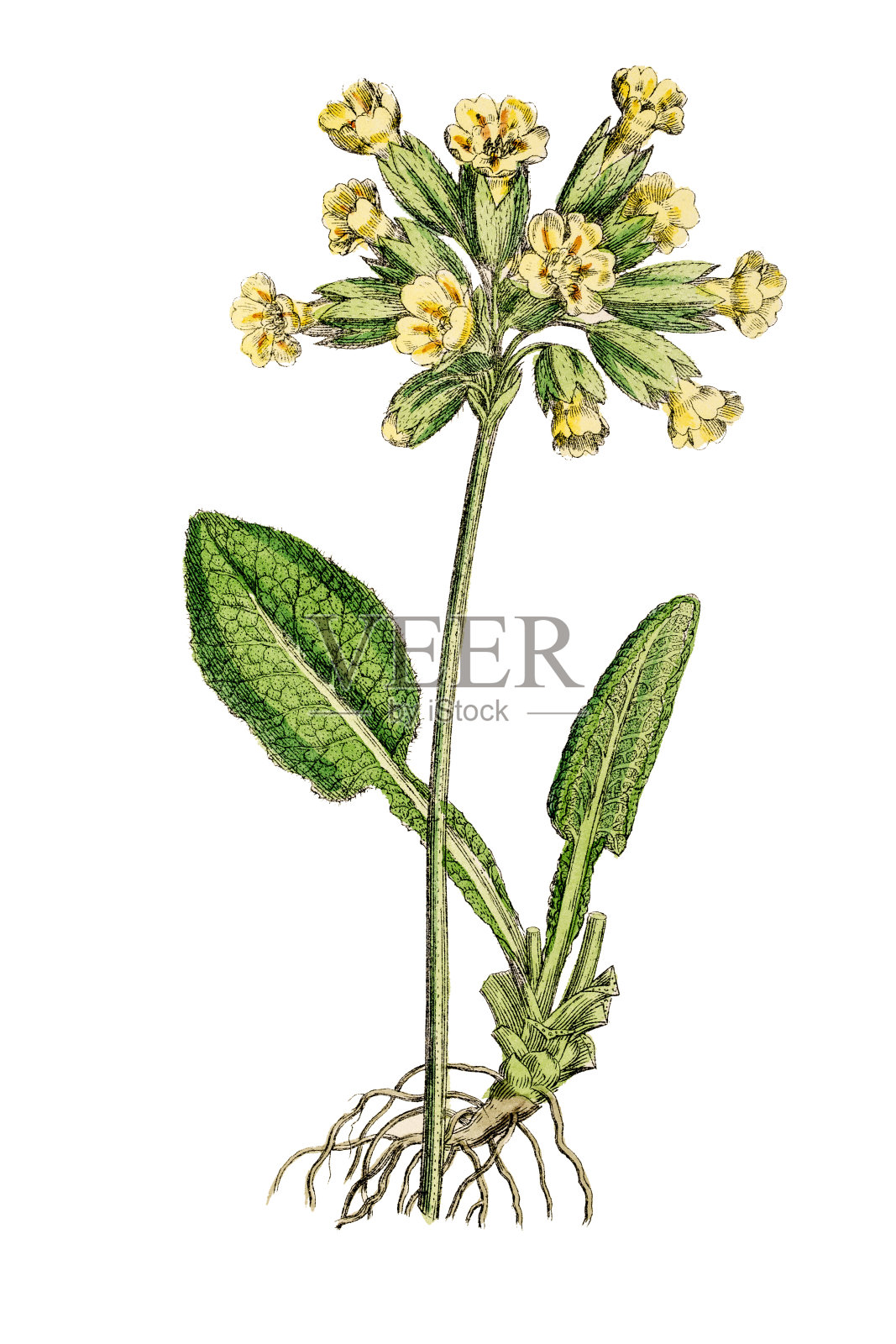 报春花孤立在白色，九轮草，19世纪植物学插图设计元素图片