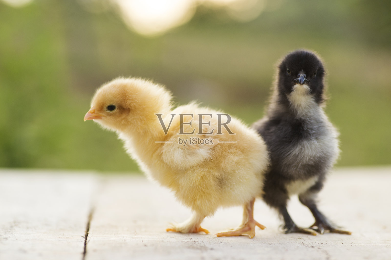 黑色和黄色的小鸡照片摄影图片