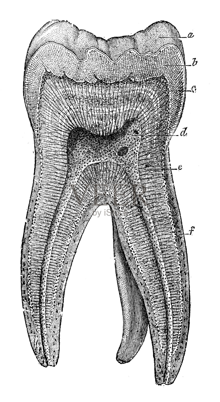 古董医学科学插图高分辨率:牙齿插画图片素材