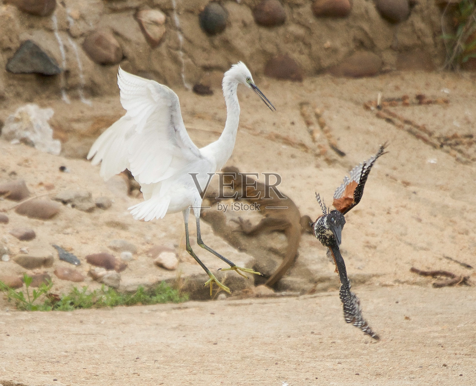 小白鹭照片摄影图片