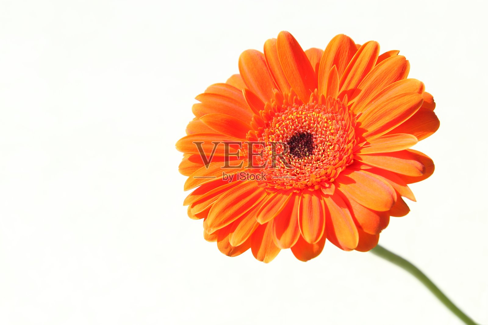 橙花大丁草照片摄影图片