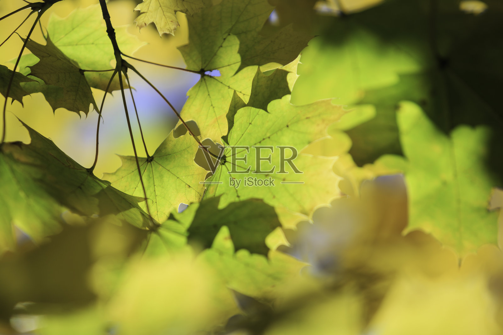 秋天的落叶照片摄影图片