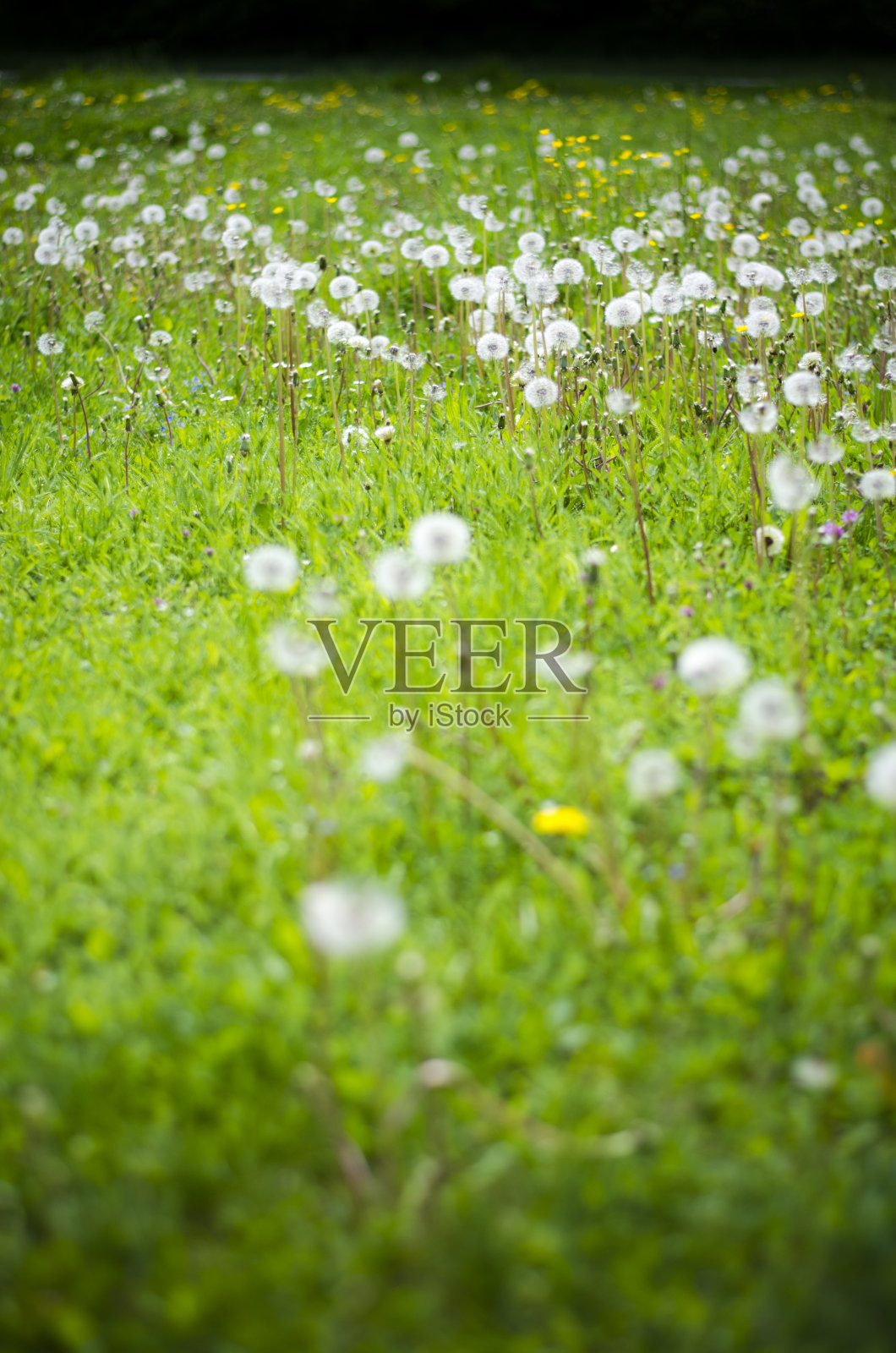 蒲公英的领域照片摄影图片