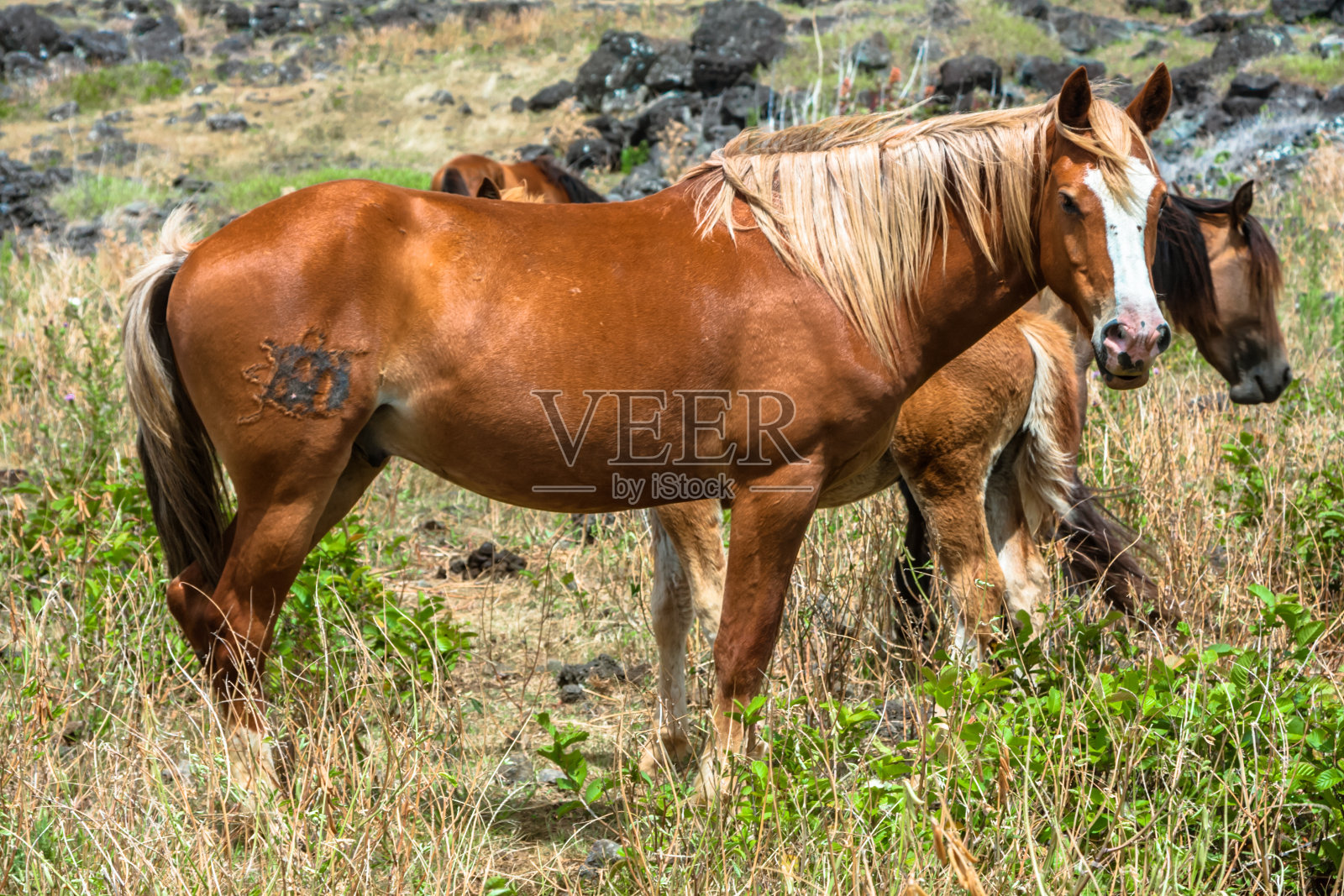 马在草地照片摄影图片