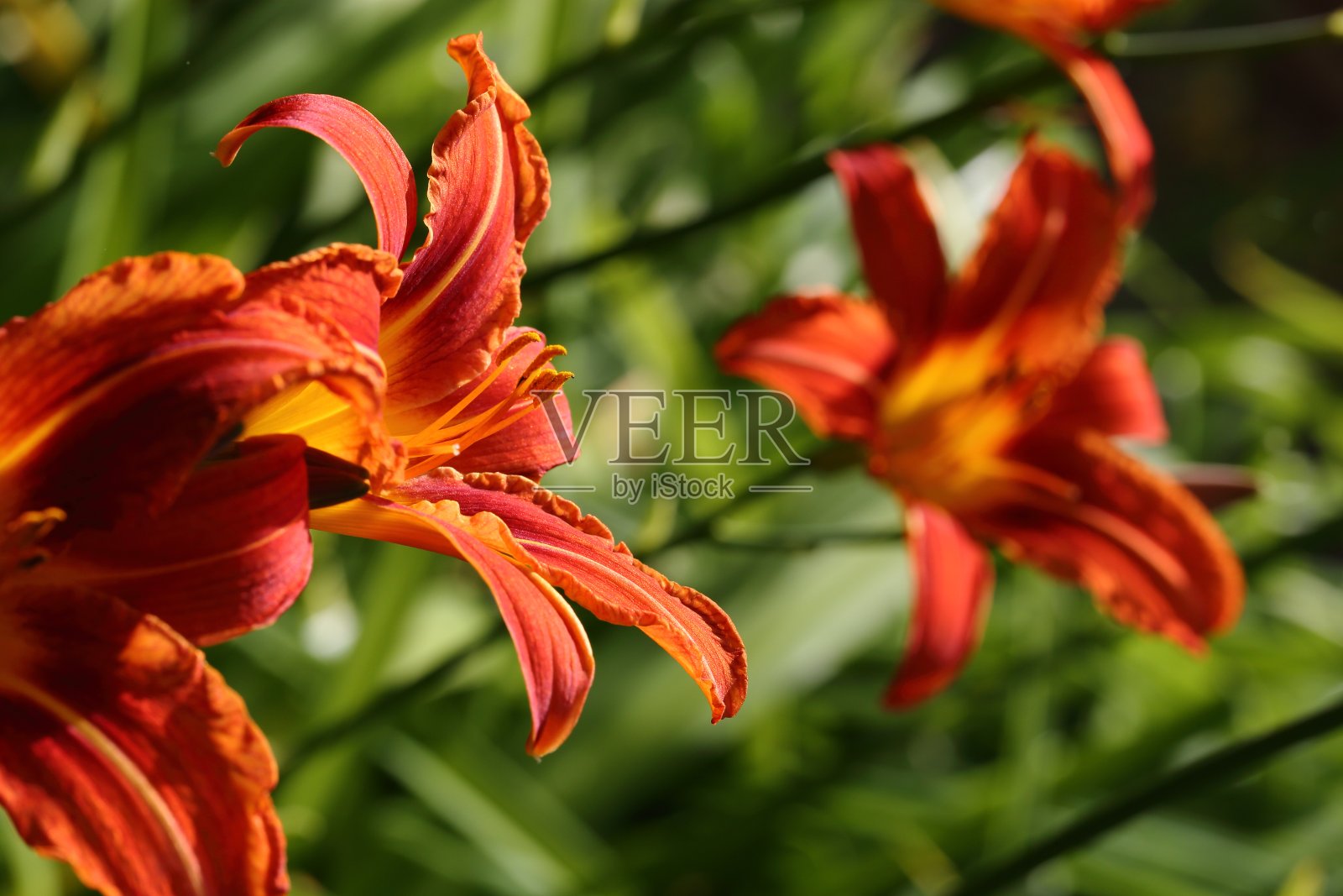 橙色的莉莉花在绿色的花坛照片摄影图片