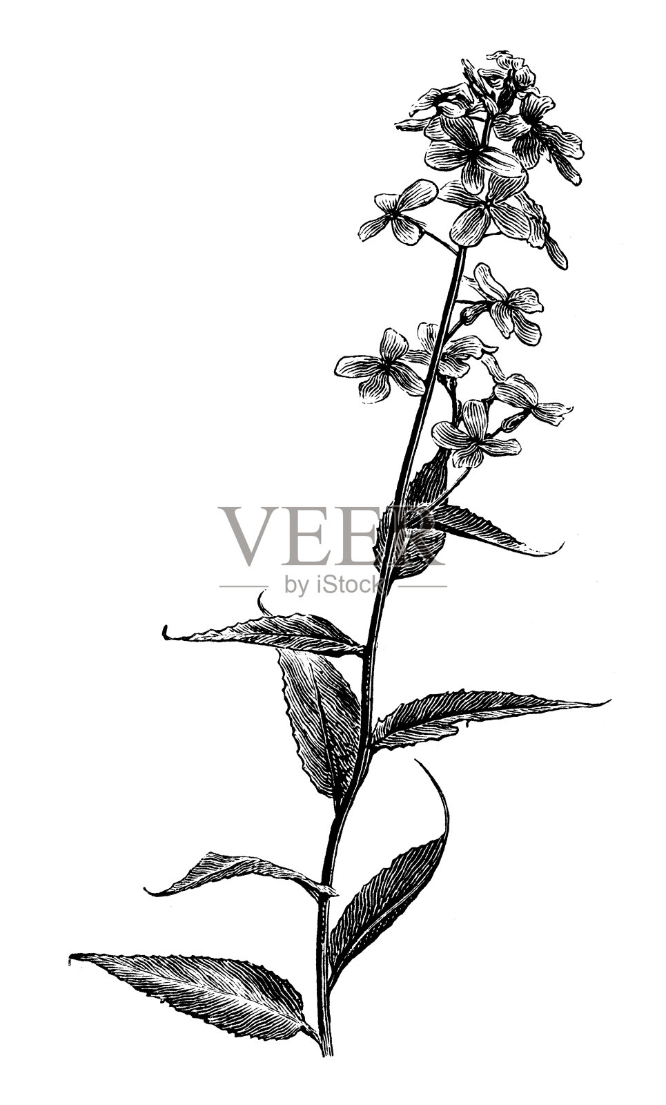 古色古香的母星插图设计元素图片