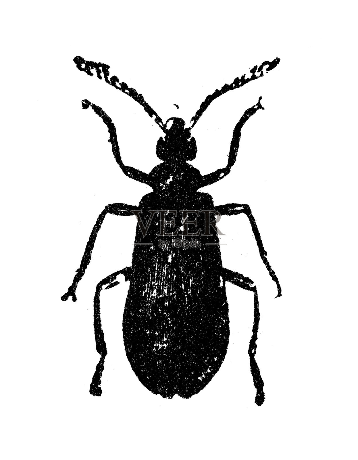 红头红衣甲虫(Pyrochroa coccinea)的古插图设计元素图片