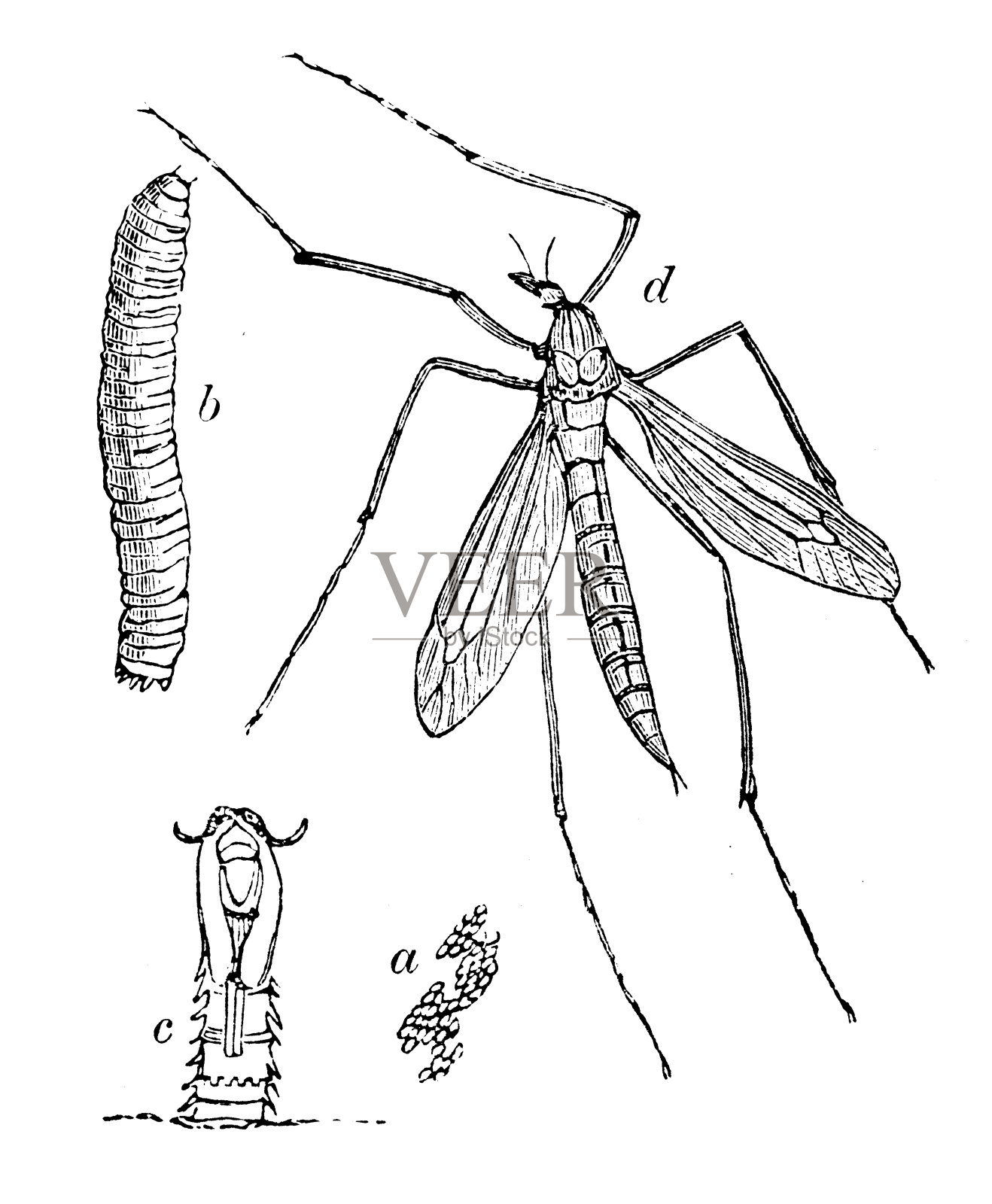 马齿苋的古玩插图(鹤虱)设计元素图片