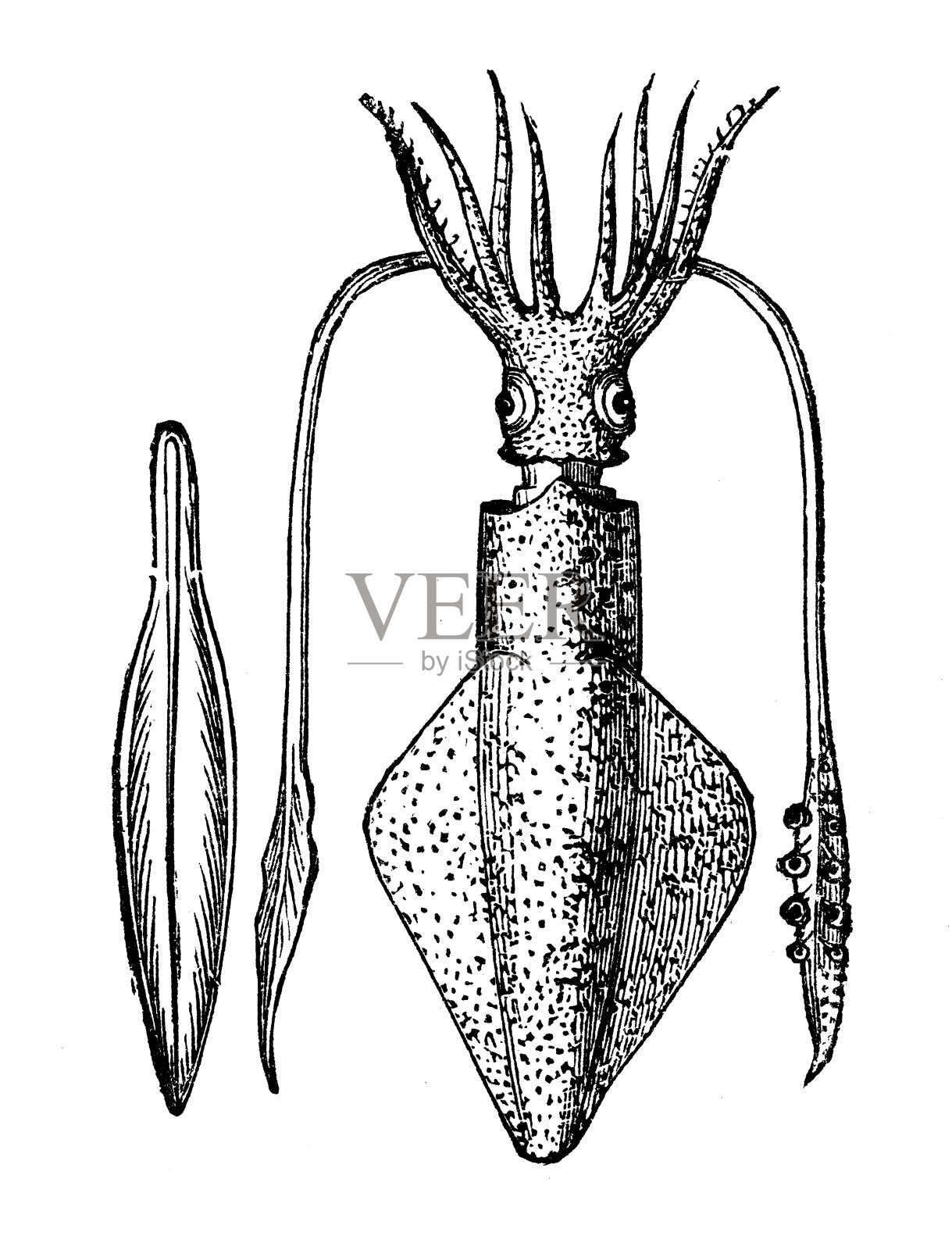 常见乌贼的古董插图(Alloteuthis subulata)插画图片素材