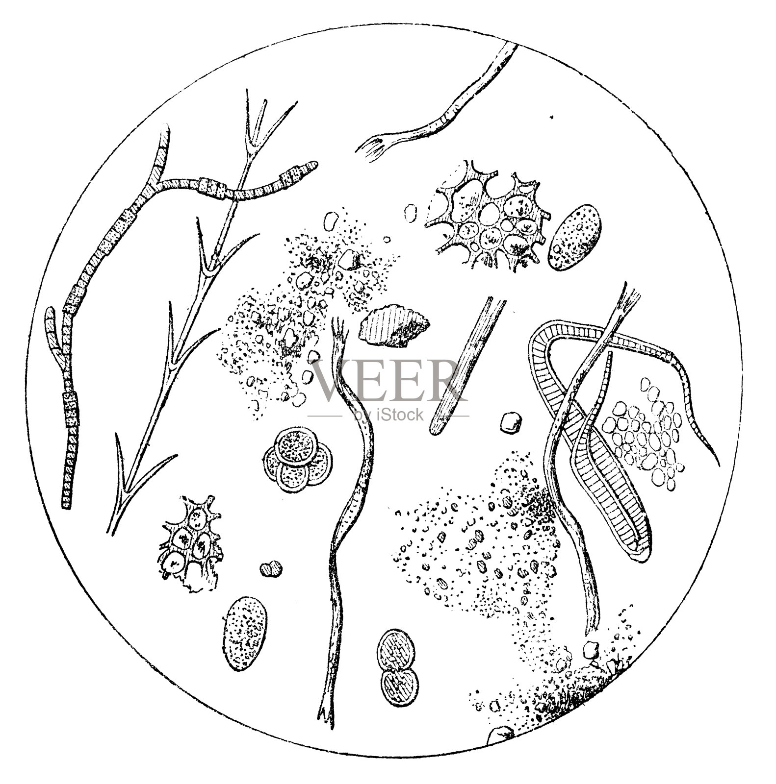 一滴水中的生命的古董插图插画图片素材