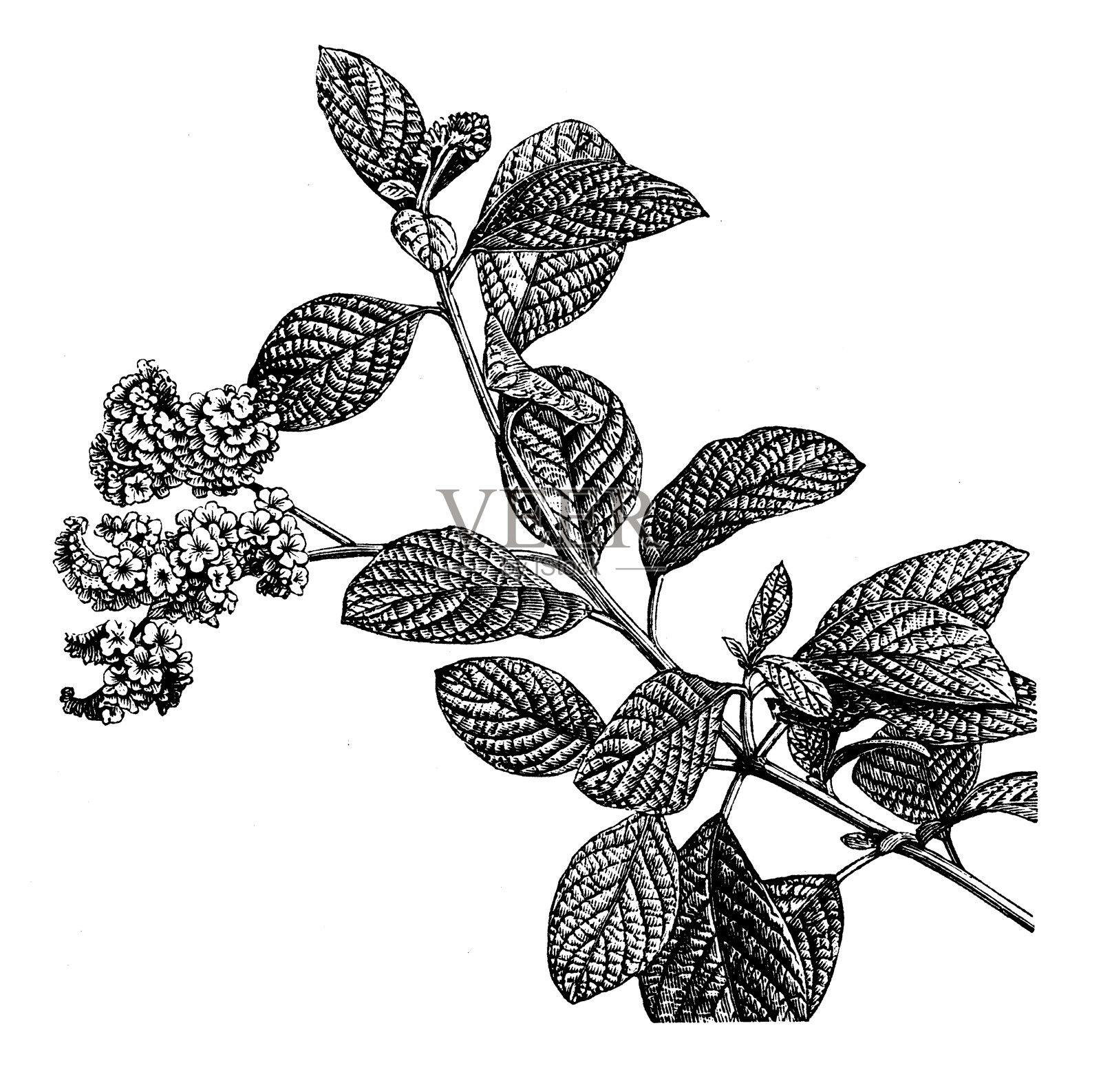 Heliotropium europaeum的古董插图(欧洲Heliotrope)设计元素图片