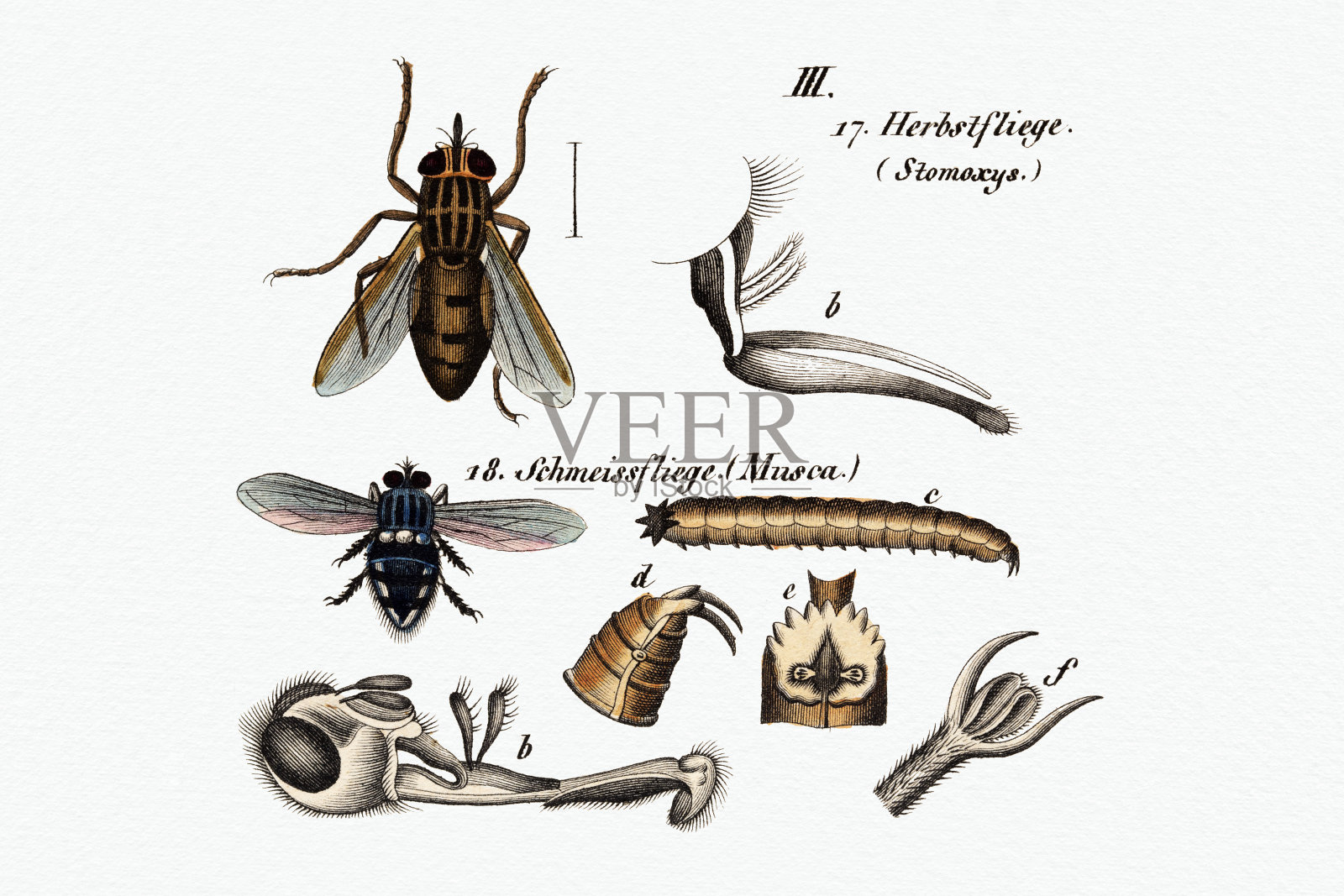 19世纪的昆虫科学例证设计元素图片