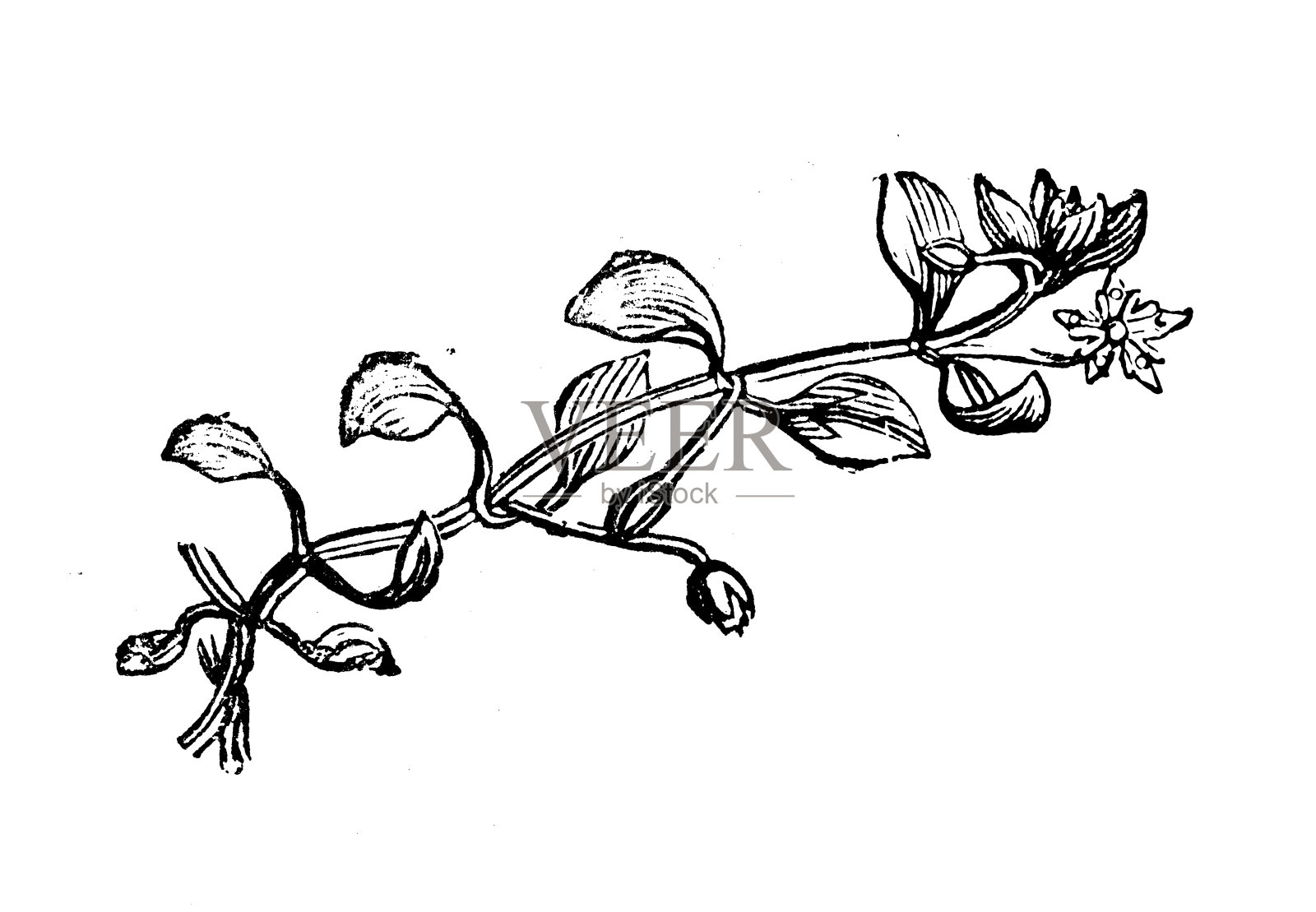 星草(毛蕊草)古董插图设计元素图片