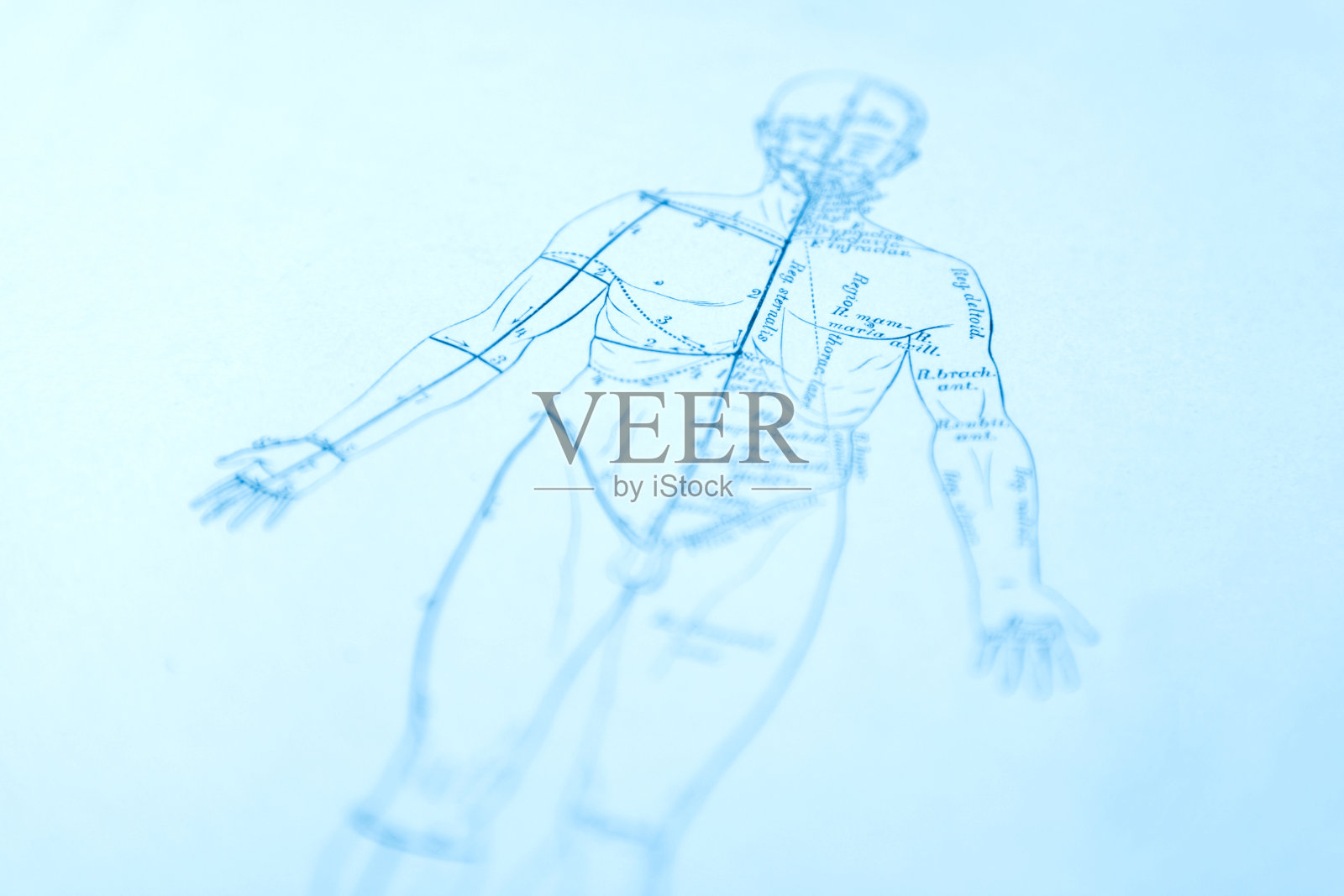 人体解剖学插画图片素材