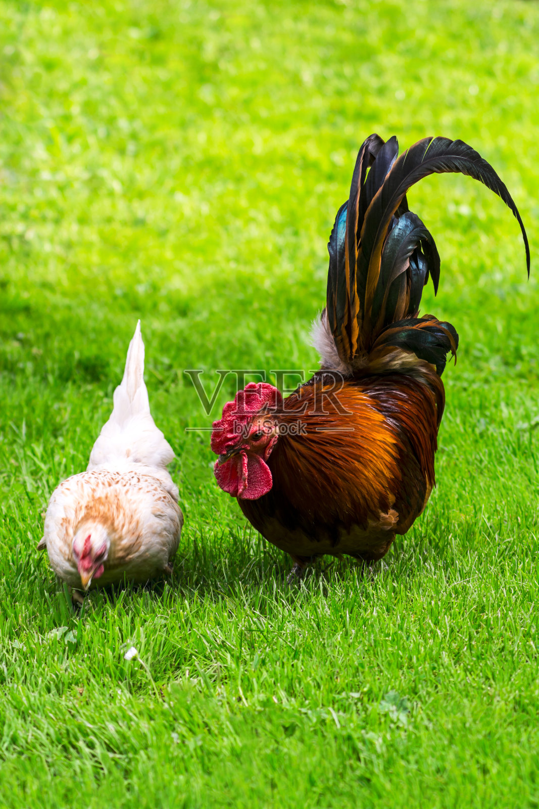 公鸡和母鸡照片摄影图片