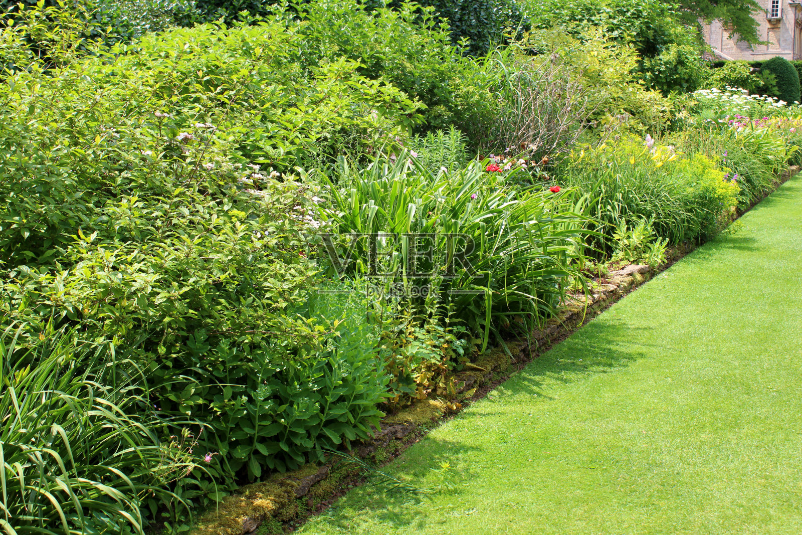 花园草坪的图像，有草本的边缘花，落新妇照片摄影图片