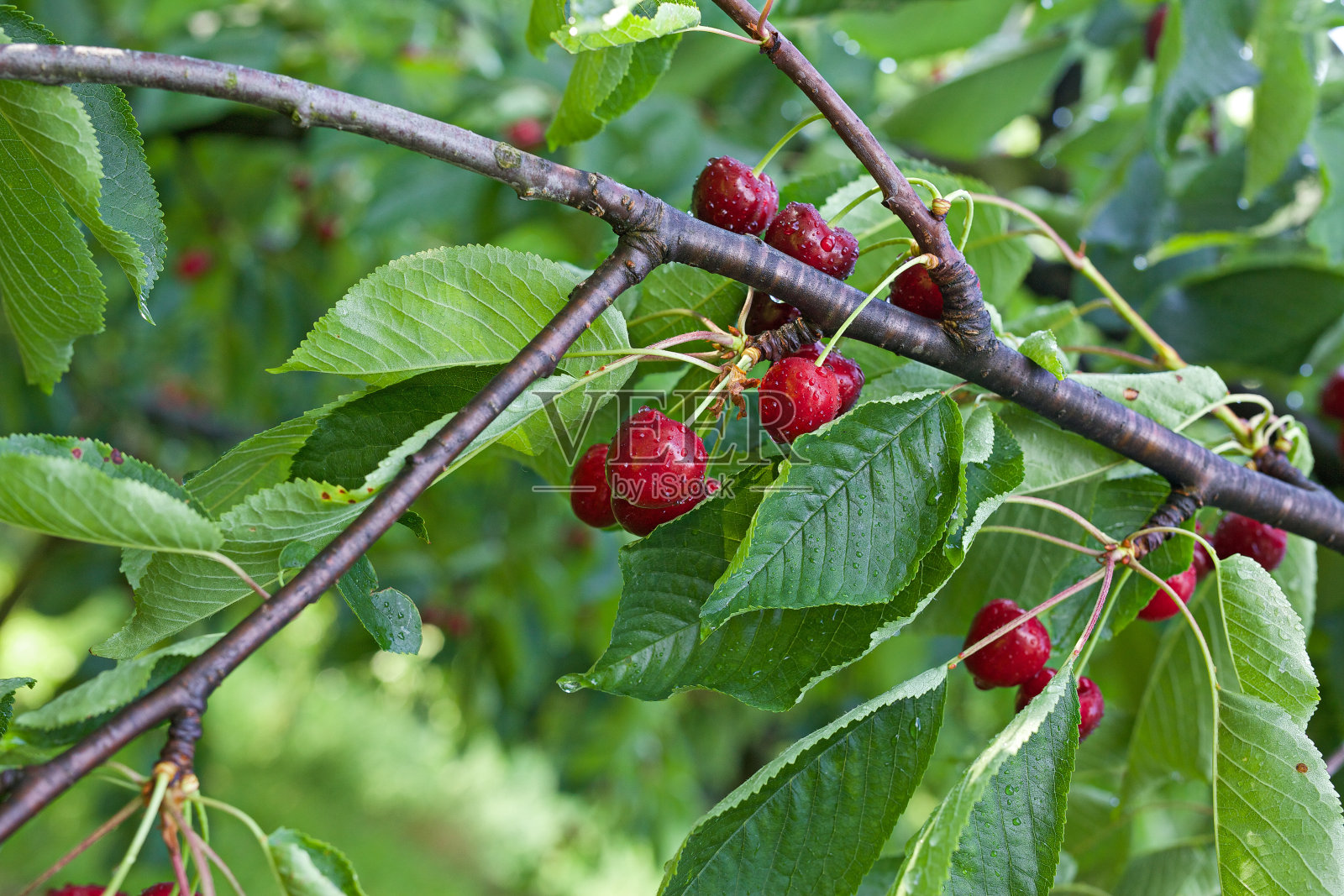 树上的樱桃照片摄影图片