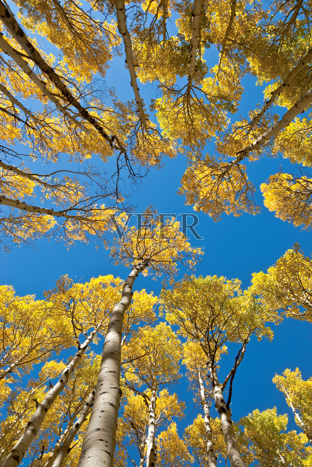 秋季彩色白杨在内盆地照片摄影图片