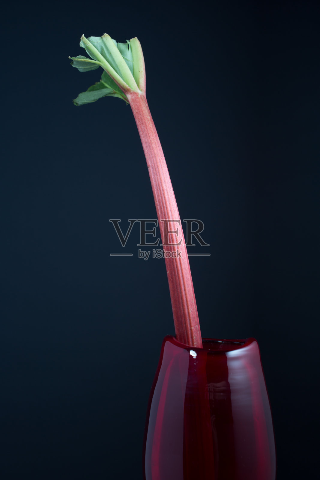 黑色背景上的玻璃花瓶里的新鲜大黄照片摄影图片