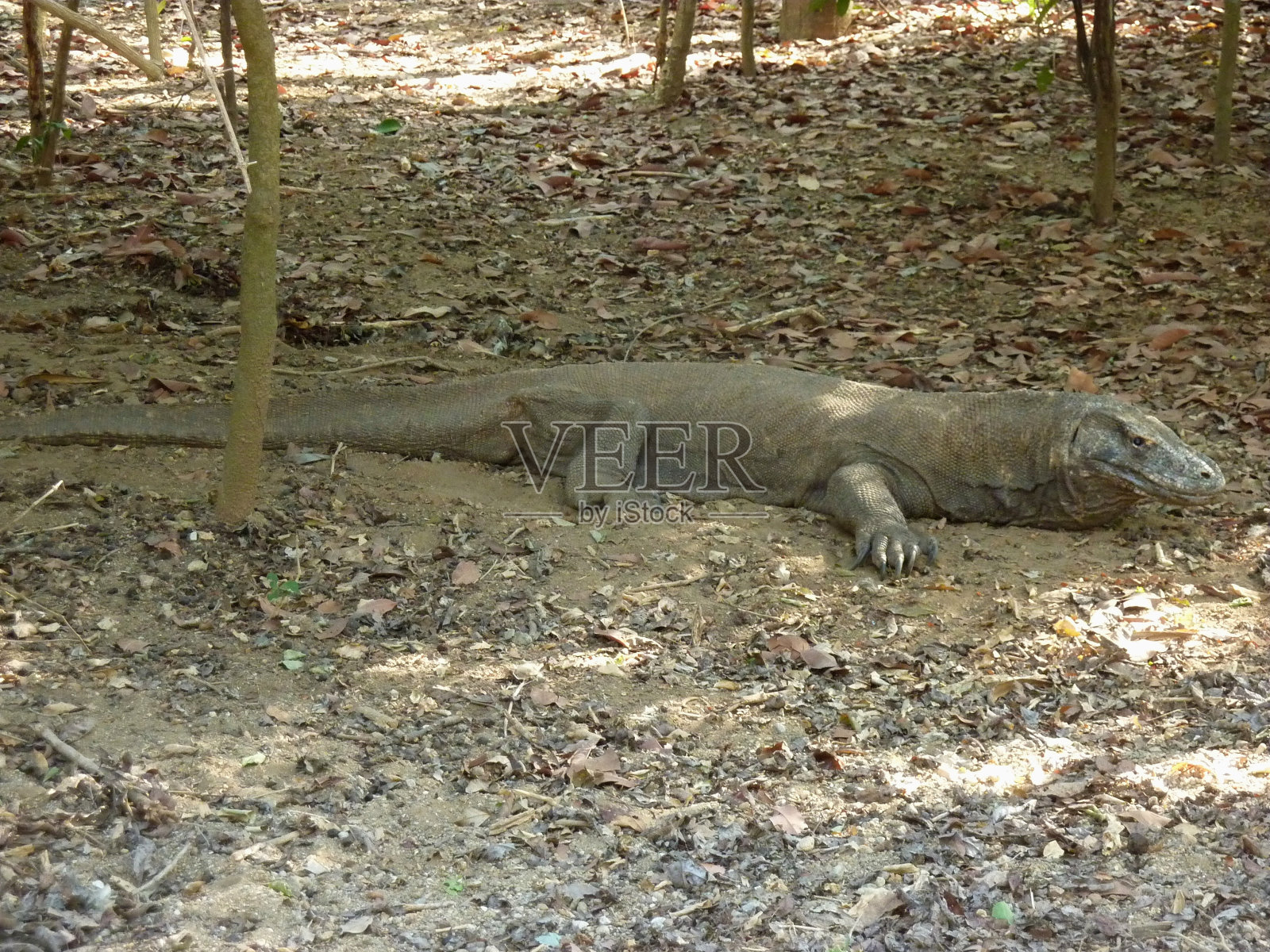 印度尼西亚，科莫多龙照片摄影图片