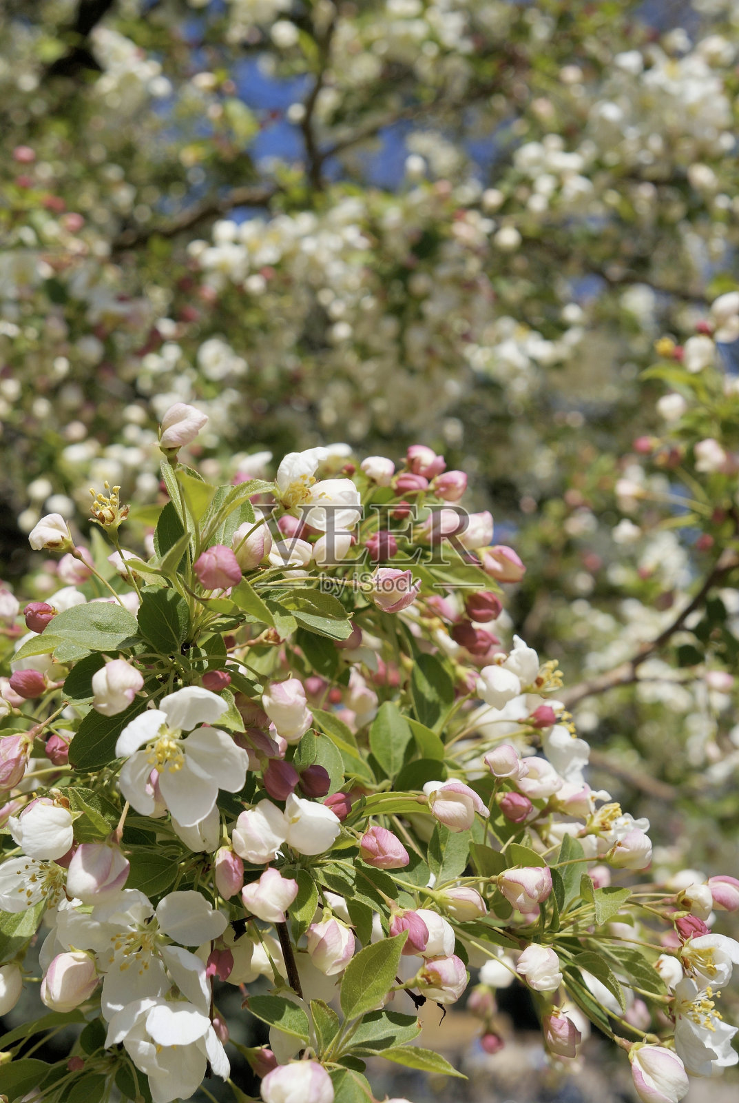 春天的樱花照片摄影图片