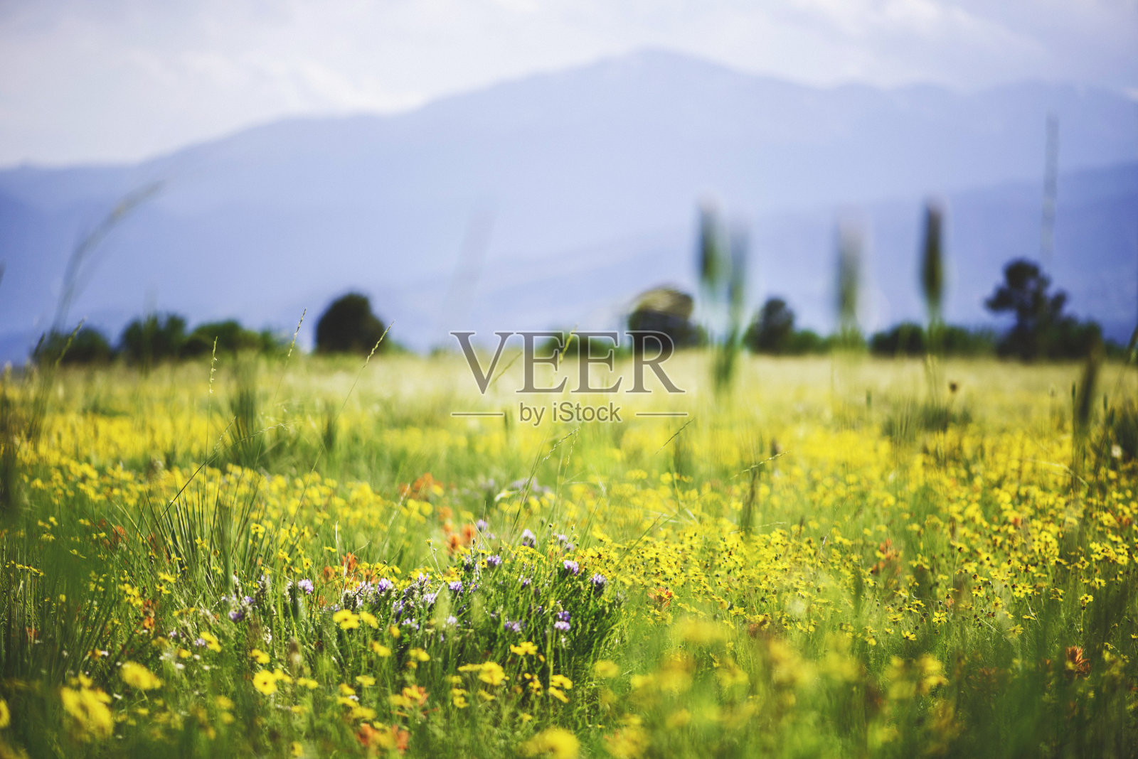 春天在科罗拉多州。田野野花与山地背景照片摄影图片