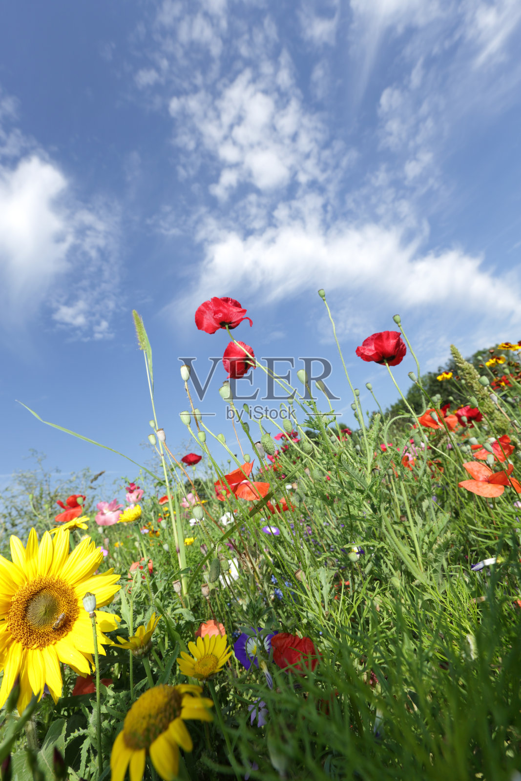 五彩缤纷的野花照片摄影图片