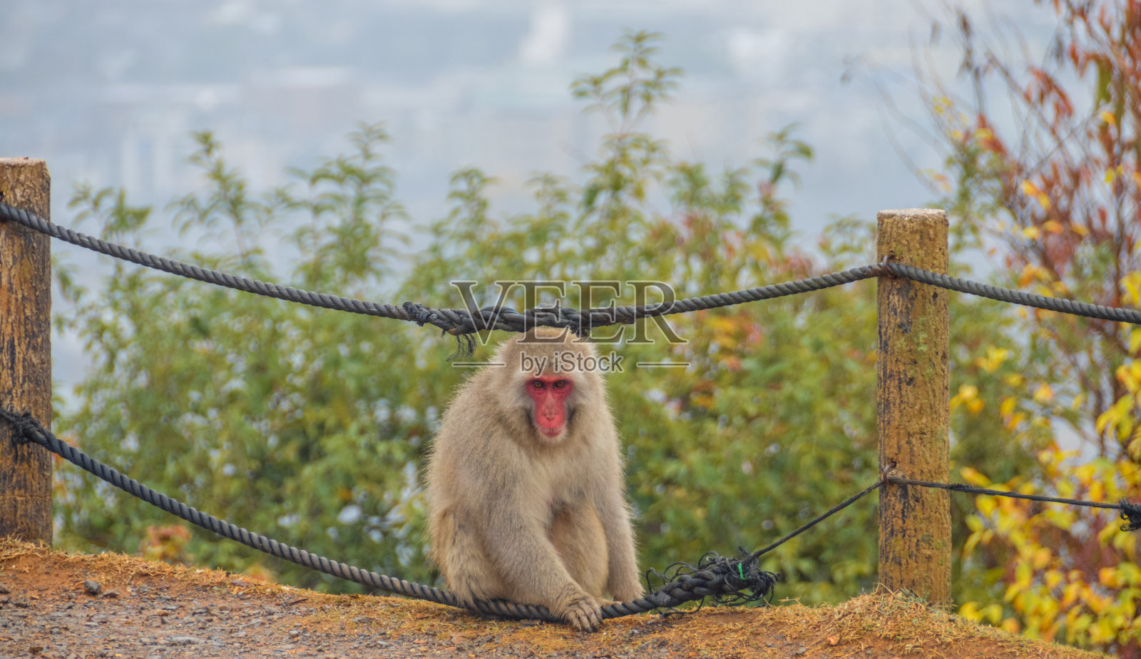山中的野猴照片摄影图片