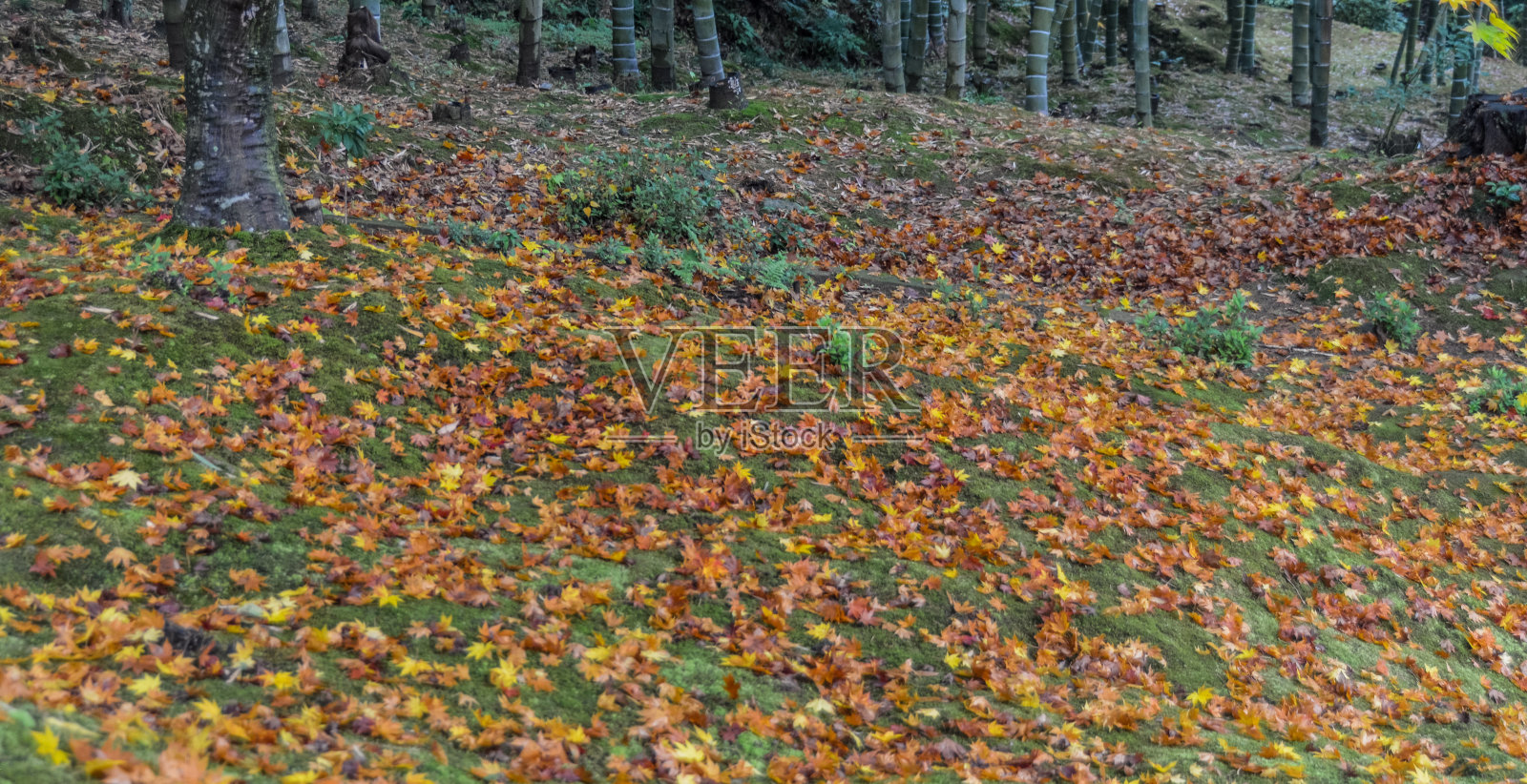 地上五颜六色的秋叶照片摄影图片