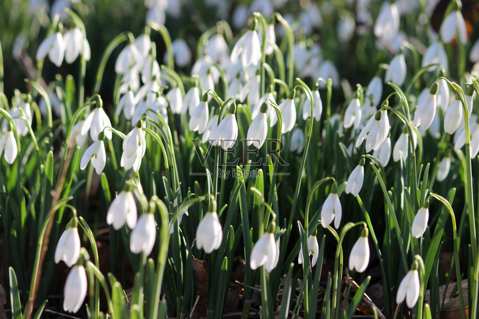 春日阳光下的雪花莲(常见的雪花莲)照片摄影图片
