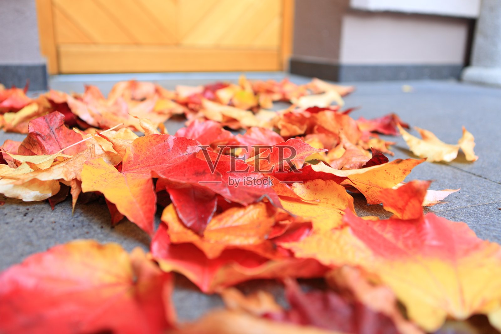 秋天的房子入口照片摄影图片