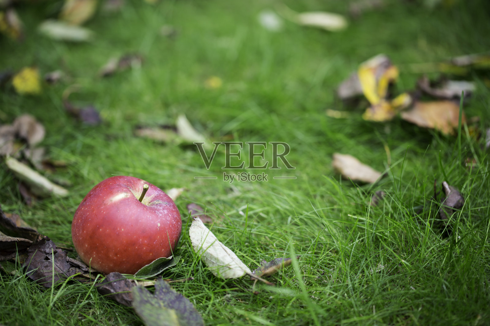 在一个花园照片摄影图片