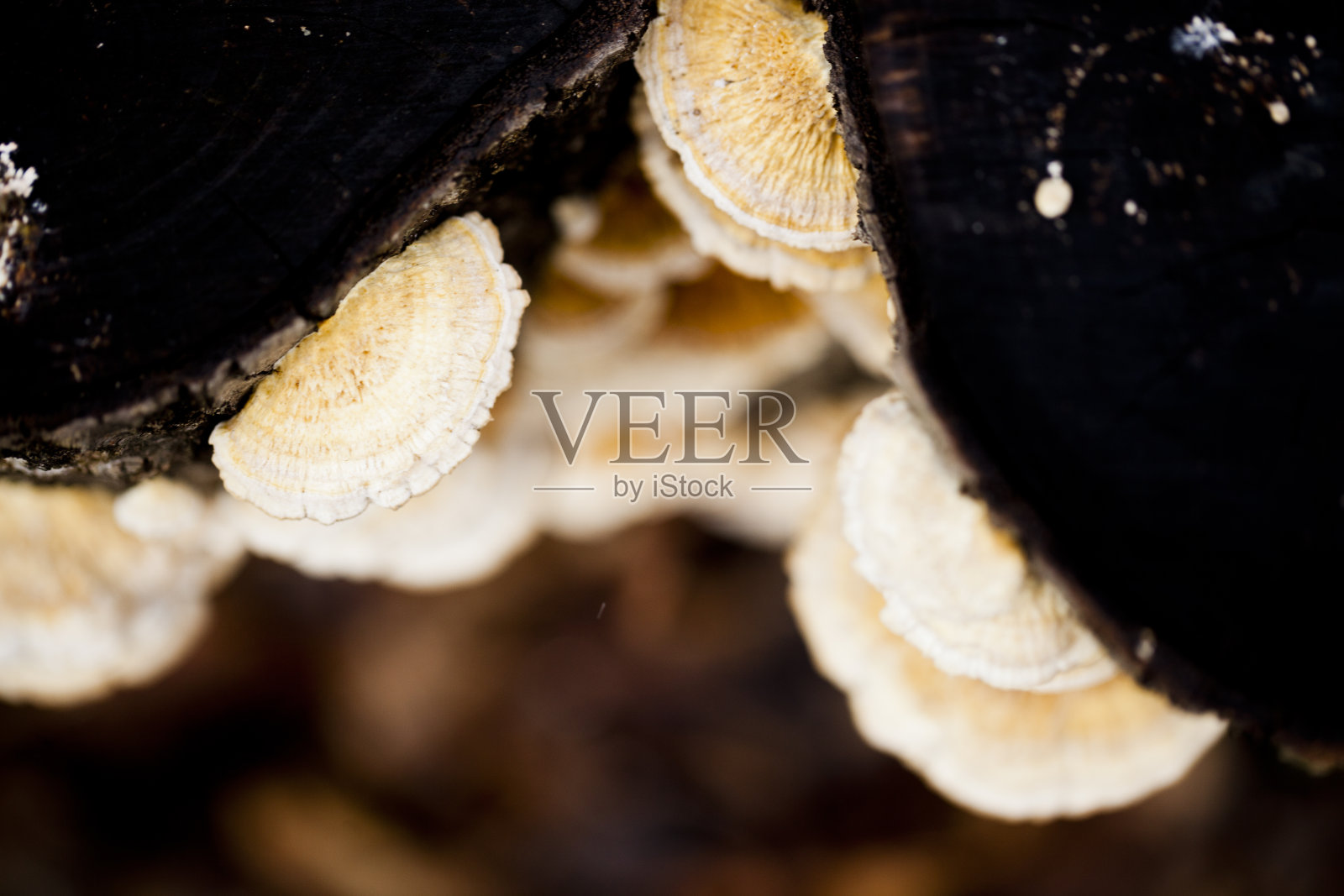 树的真菌照片摄影图片