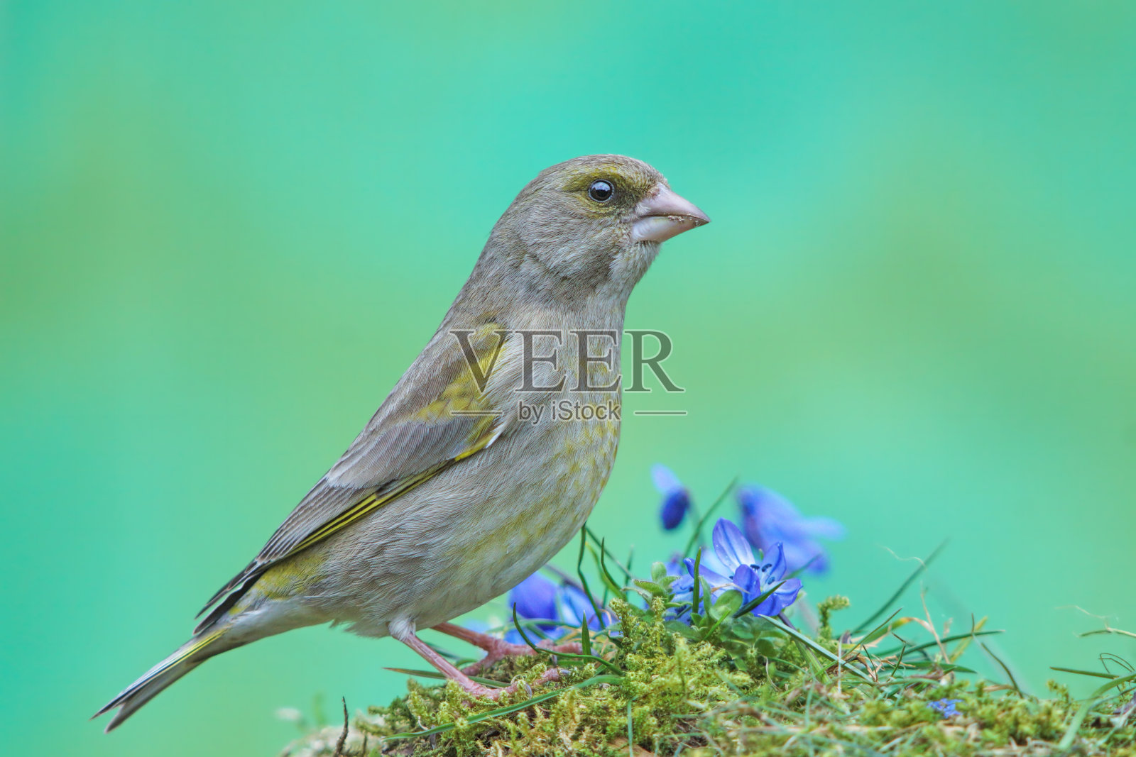 春天的青雀照片摄影图片