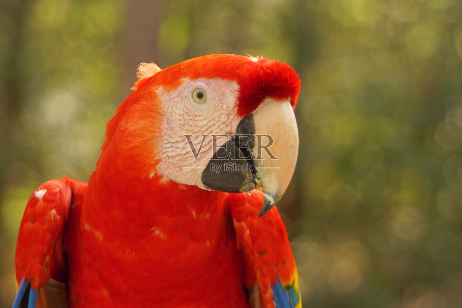 红金刚鹦鹉照片摄影图片