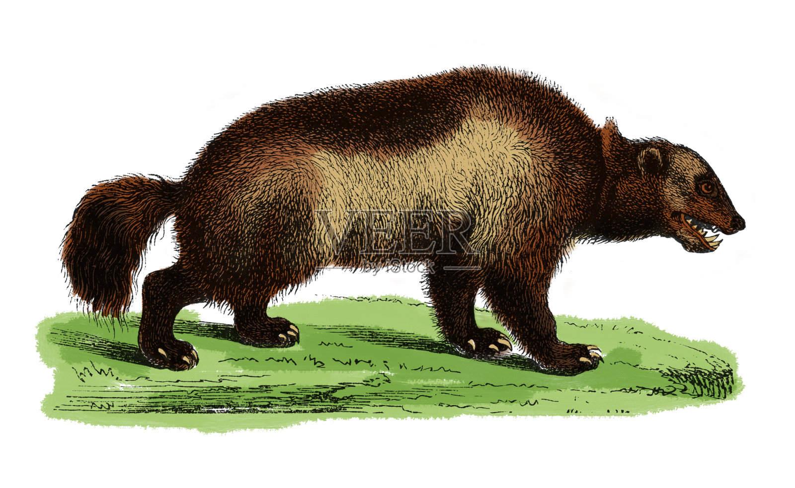 金刚狼(仿古雕刻)插画图片素材