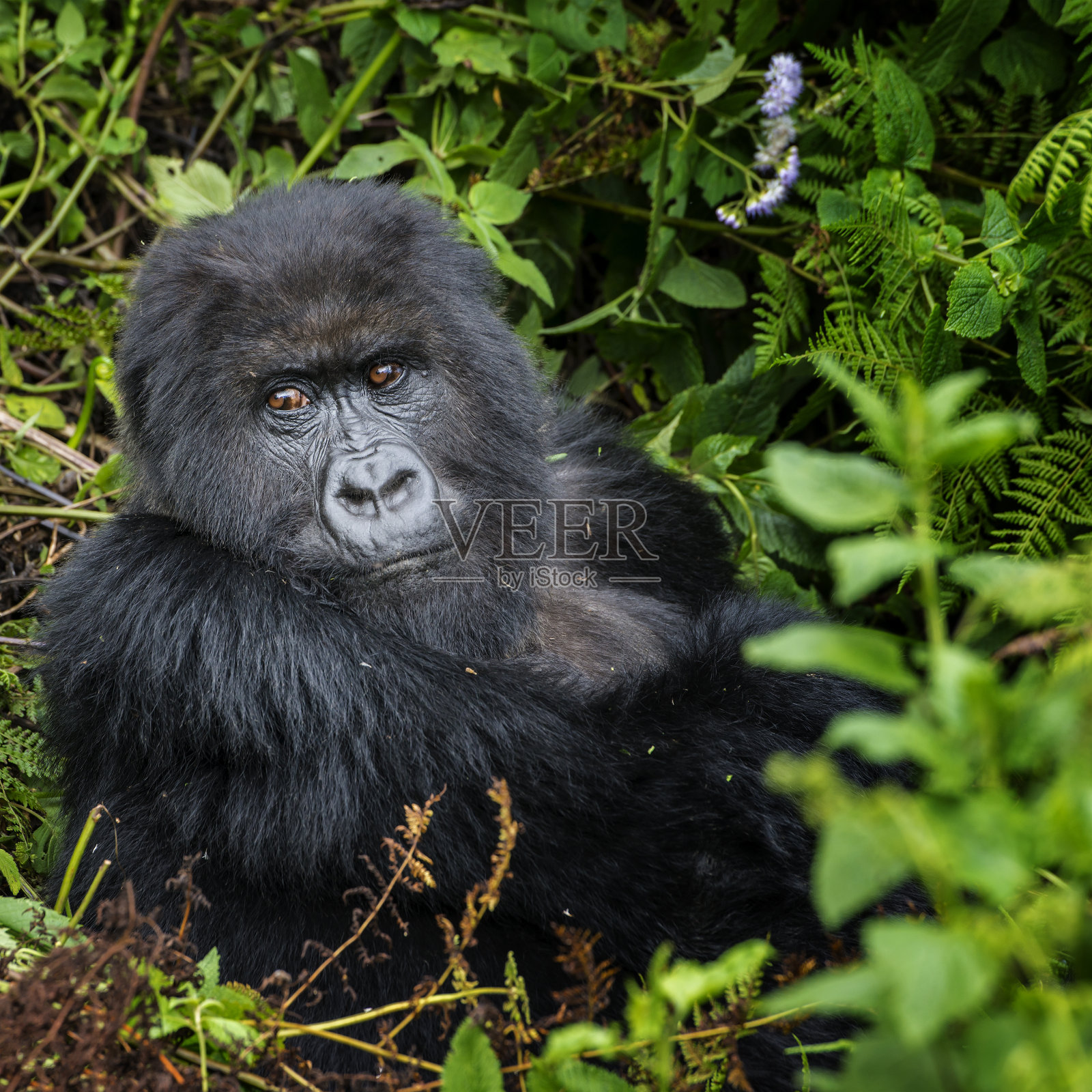卢旺达丛林中的山地大猩猩(白令盖大猩猩)照片摄影图片