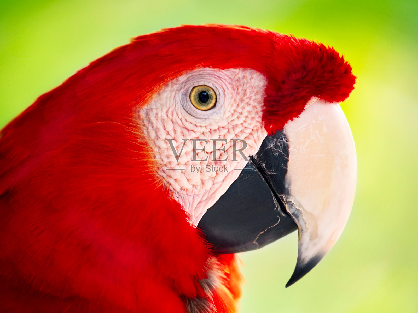 红色金刚鹦鹉在绿色模糊的背景上照片摄影图片