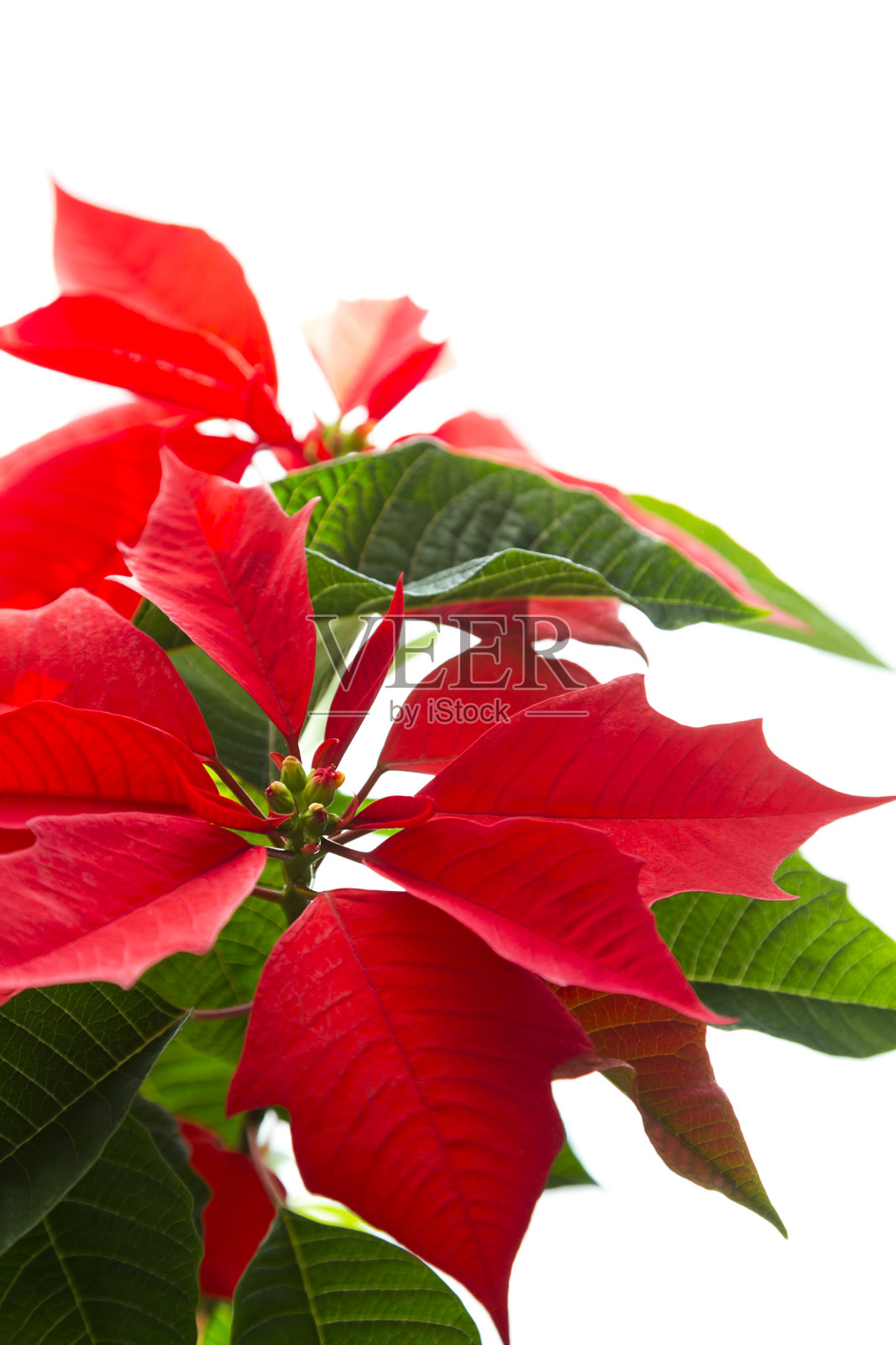 一品红照片摄影图片