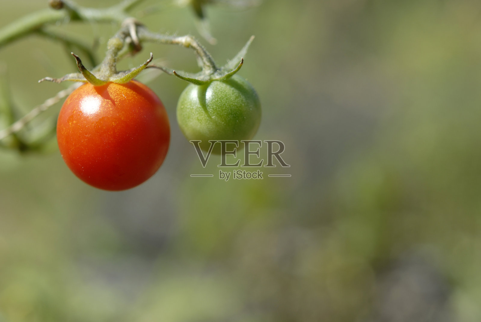 葡萄藤上的两个番茄照片摄影图片