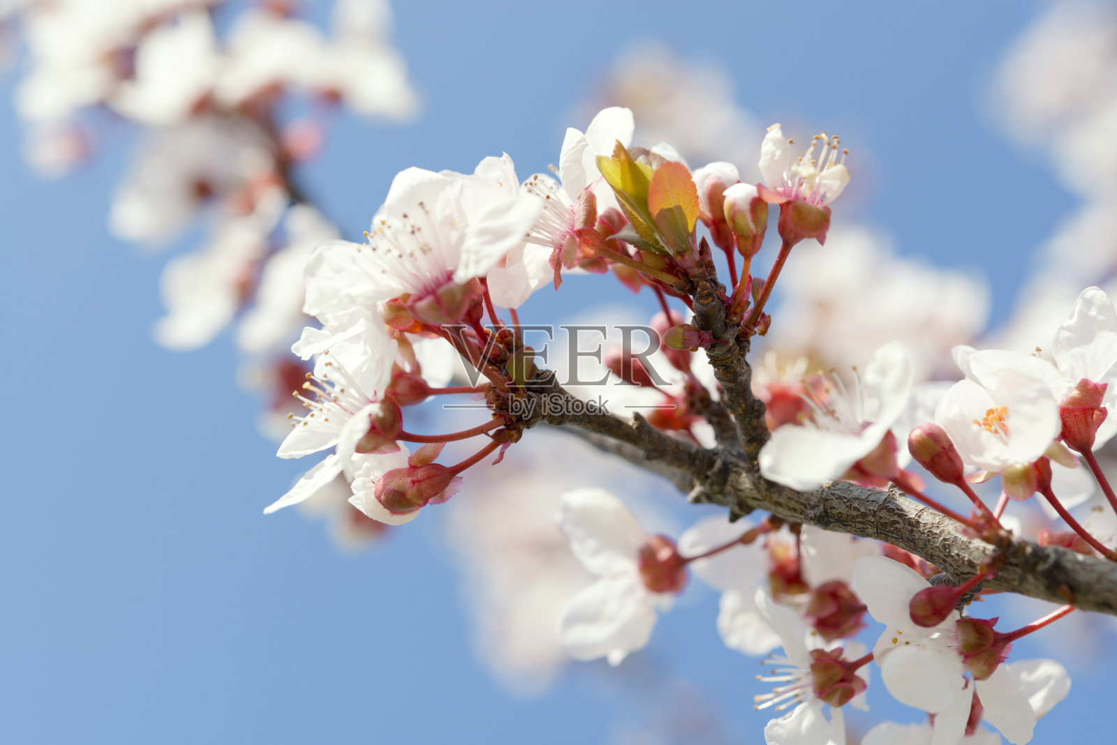 梅花照片摄影图片