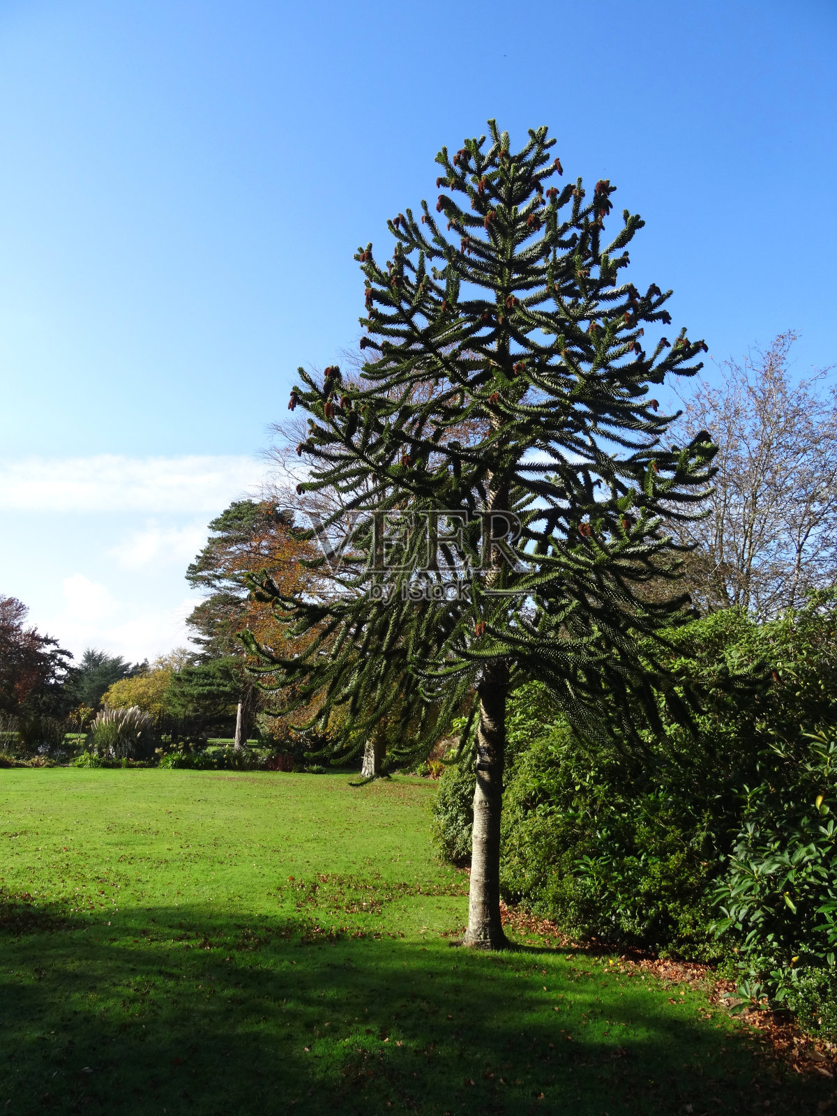 猴子用种子-球果(智利松树/南洋杉)来拼图树枝照片摄影图片