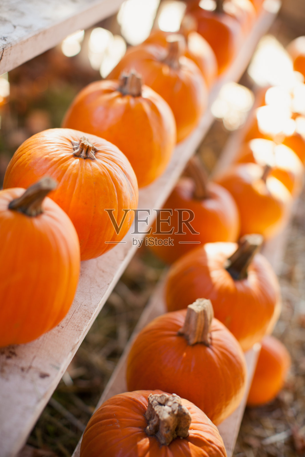 农夫市场的南瓜照片摄影图片