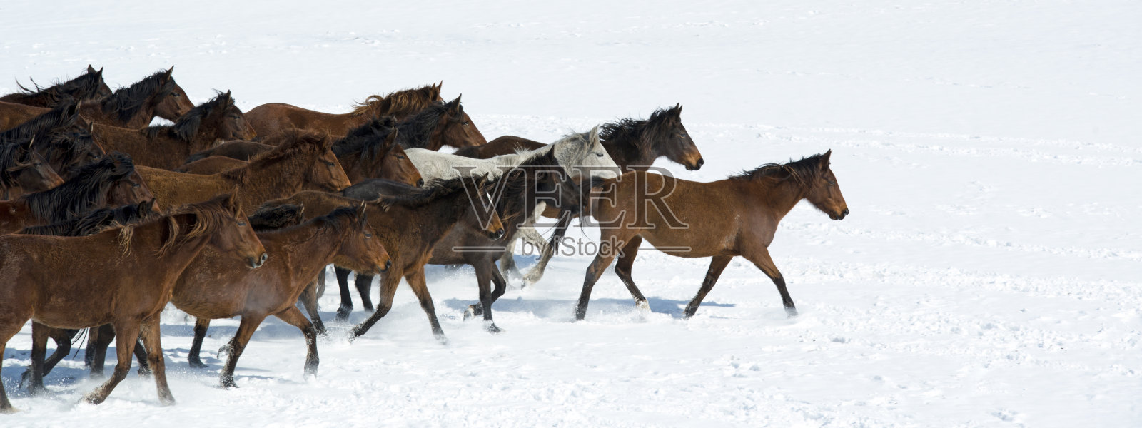 一大群野马照片摄影图片