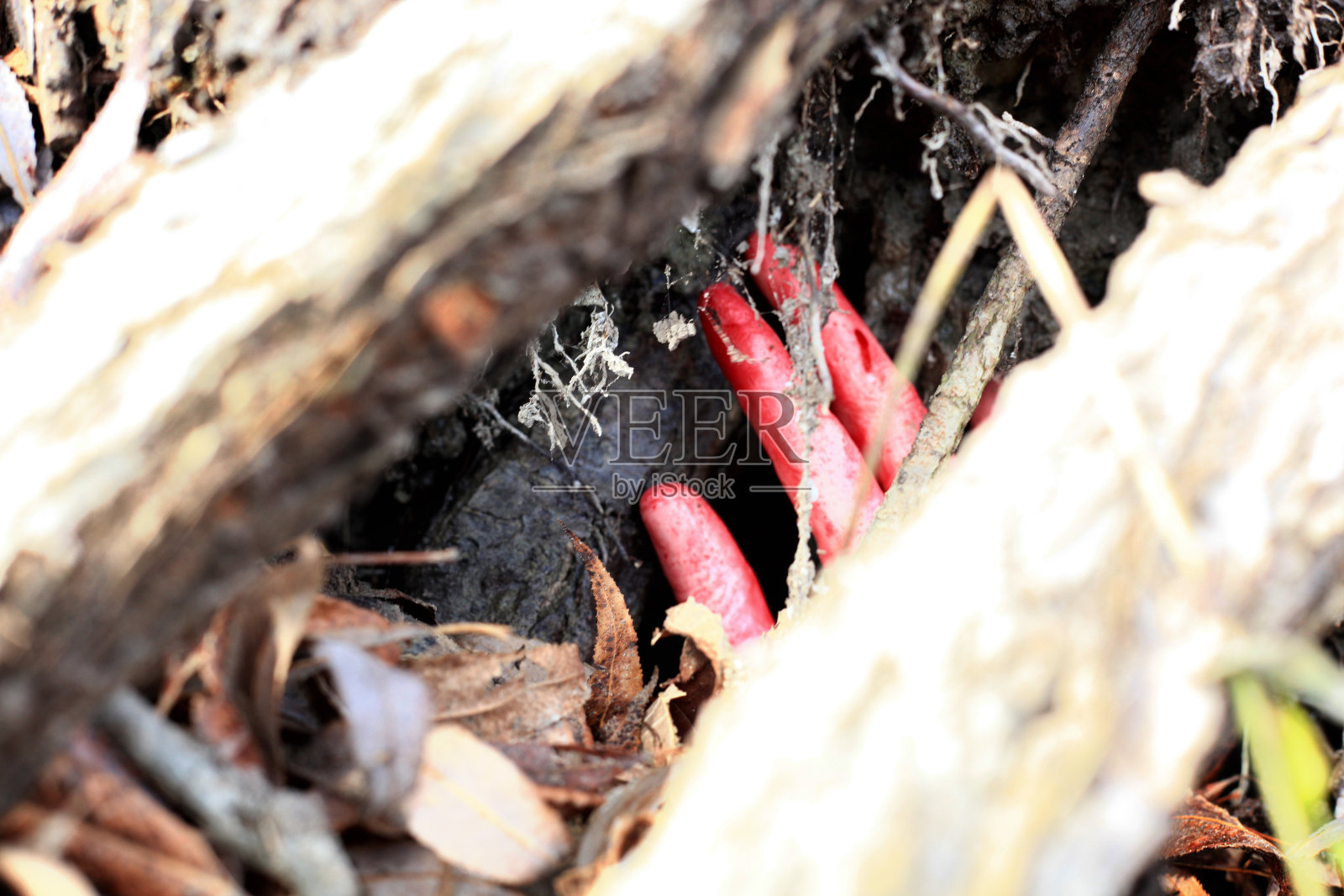 三根手指穿过两根树干照片摄影图片